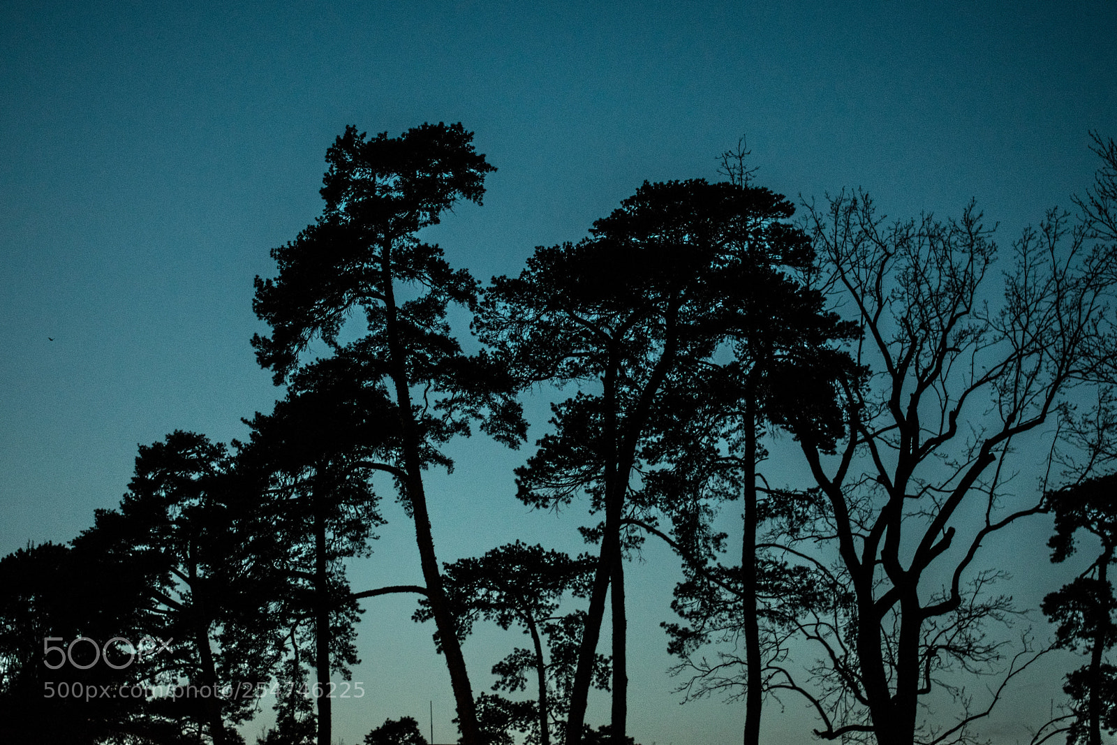 Nikon D3400 sample photo. Blue hour trees photography