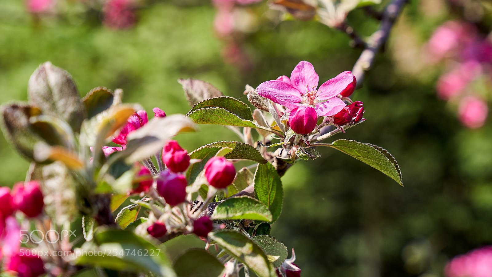 Sony a7 III sample photo. Apple blossom photography