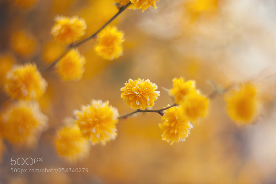 Canon EOS 5D Mark II sample photo. *** photography