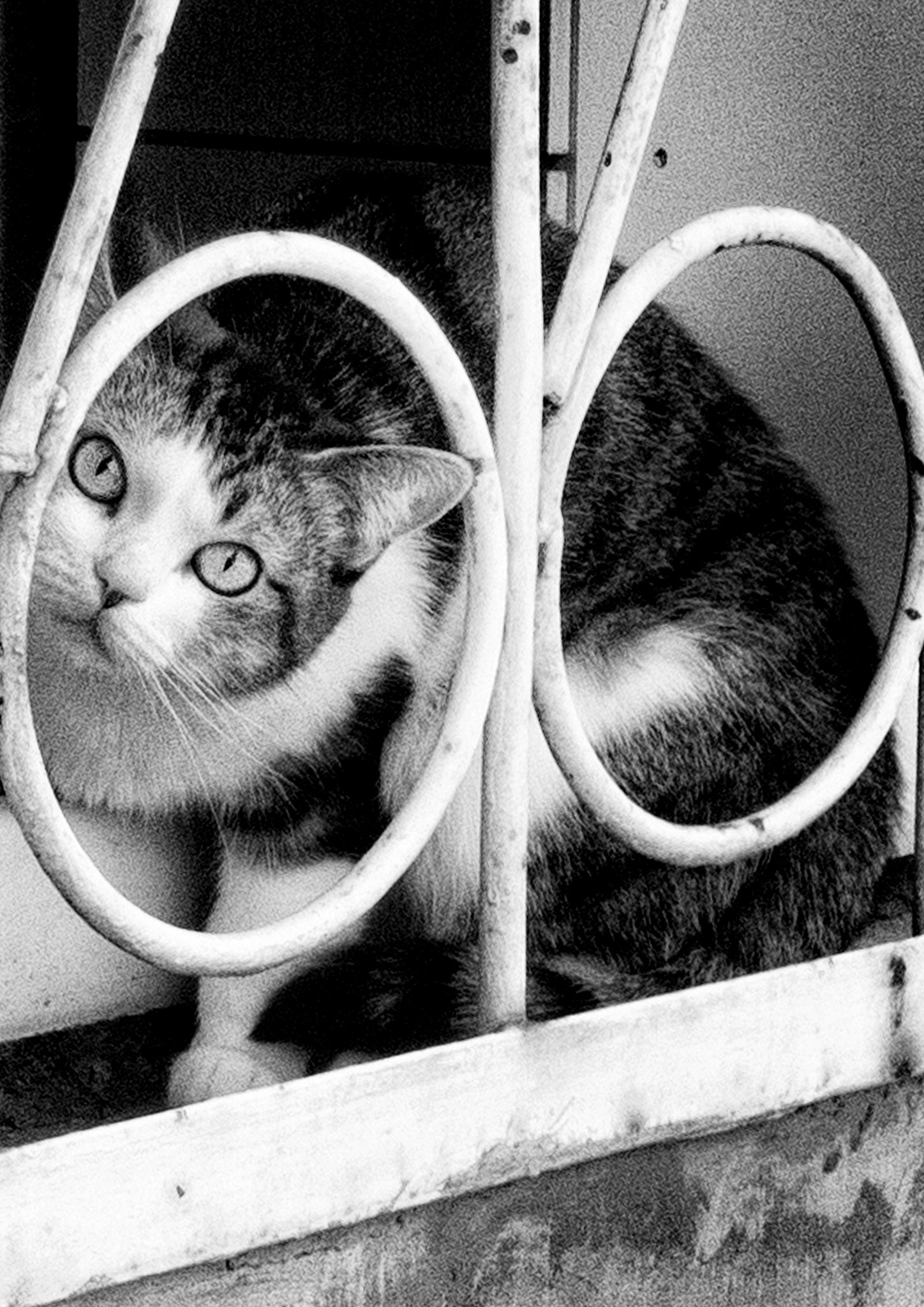 Nokia Lumia 1520 sample photo. Cat photography