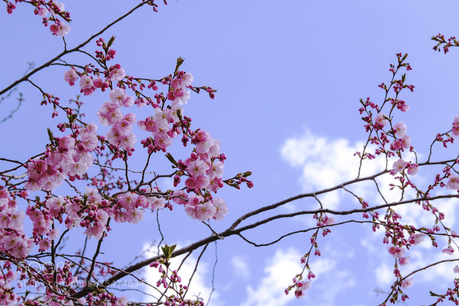 Canon EOS 1200D (EOS Rebel T5 / EOS Kiss X70 / EOS Hi) sample photo. First cherry blossom of 2018 photography