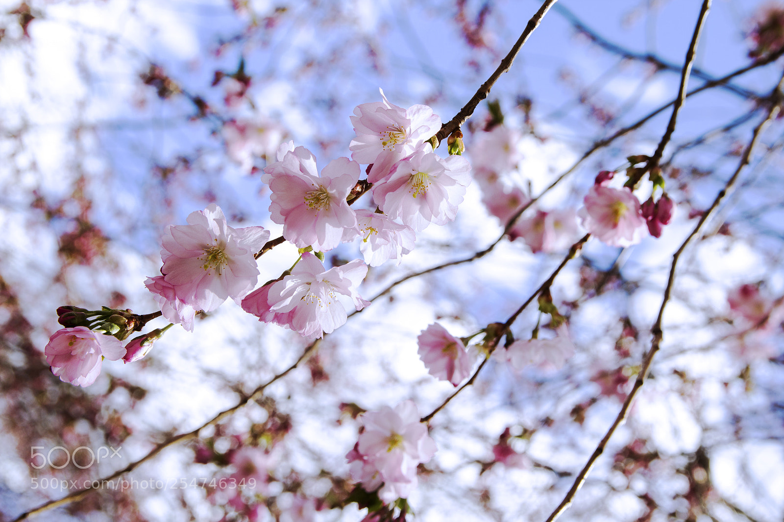 Canon EOS 1200D (EOS Rebel T5 / EOS Kiss X70 / EOS Hi) sample photo. Details of first cherry photography