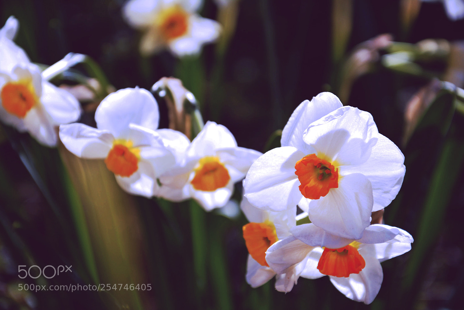 Nikon D5200 sample photo. Flowers photography
