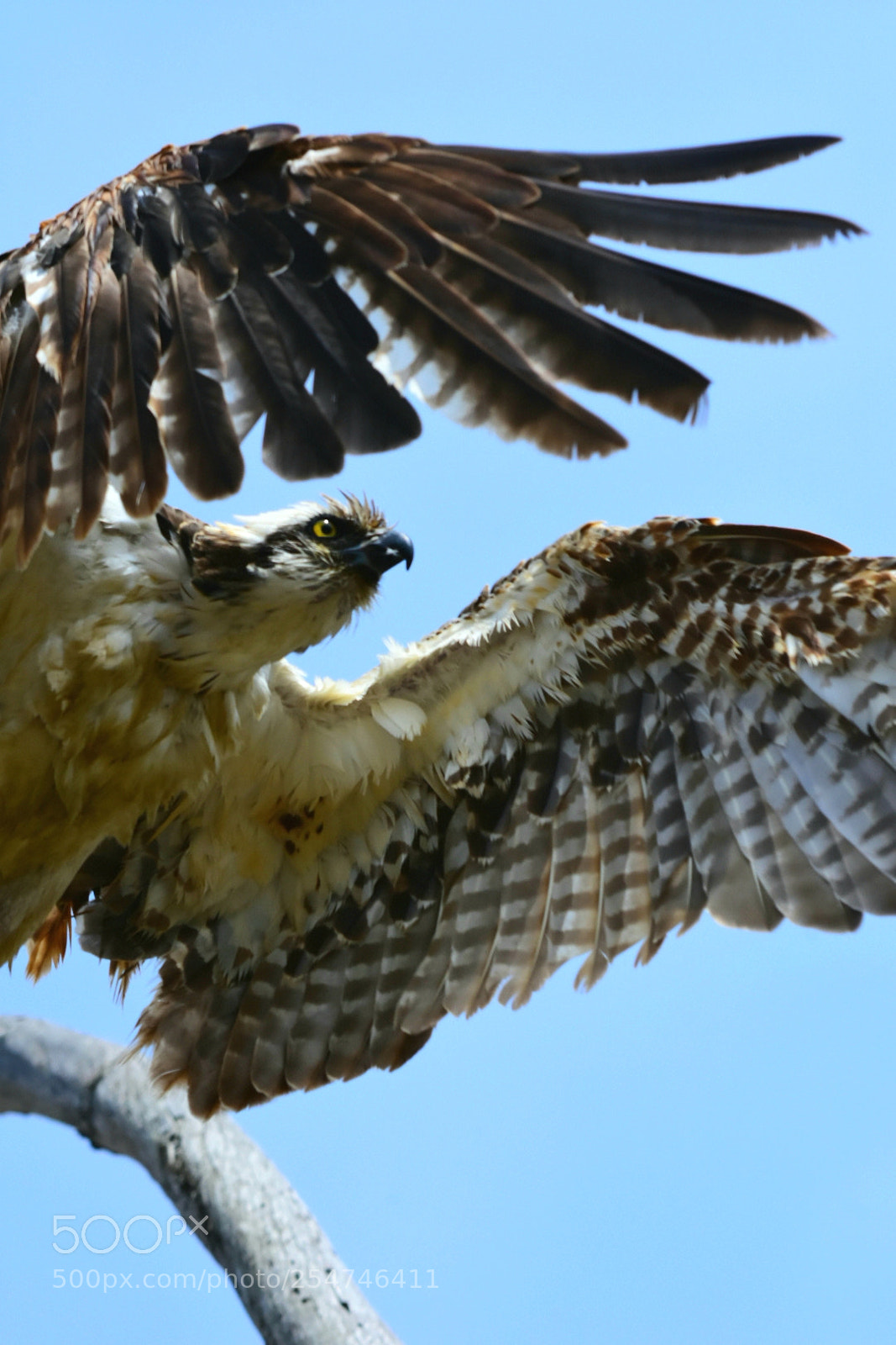 Nikon D7200 sample photo. Osprey - total focus. photography