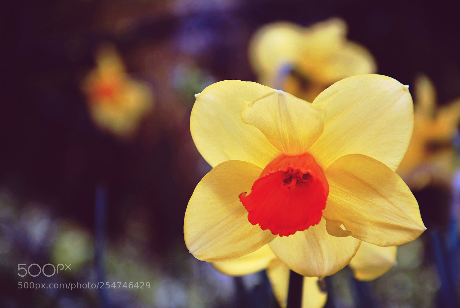 Nikon D5200 sample photo. Flower photography