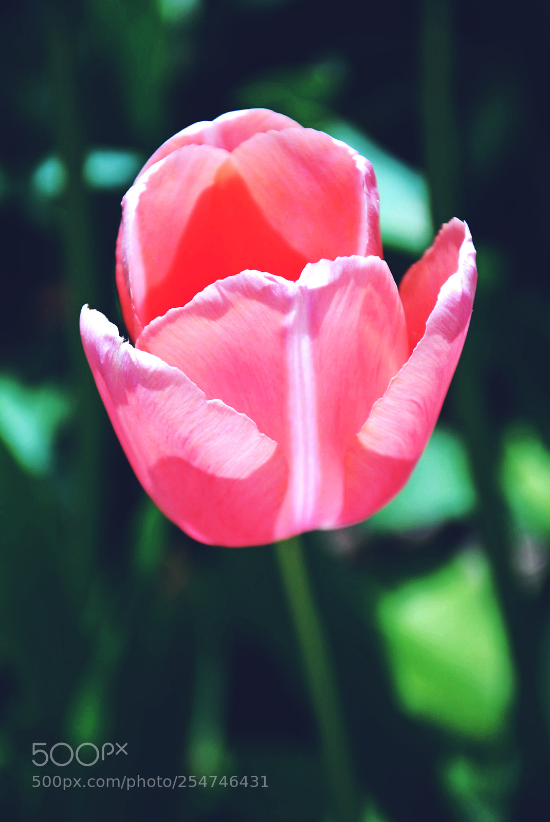 Nikon D5200 sample photo. Flower photography