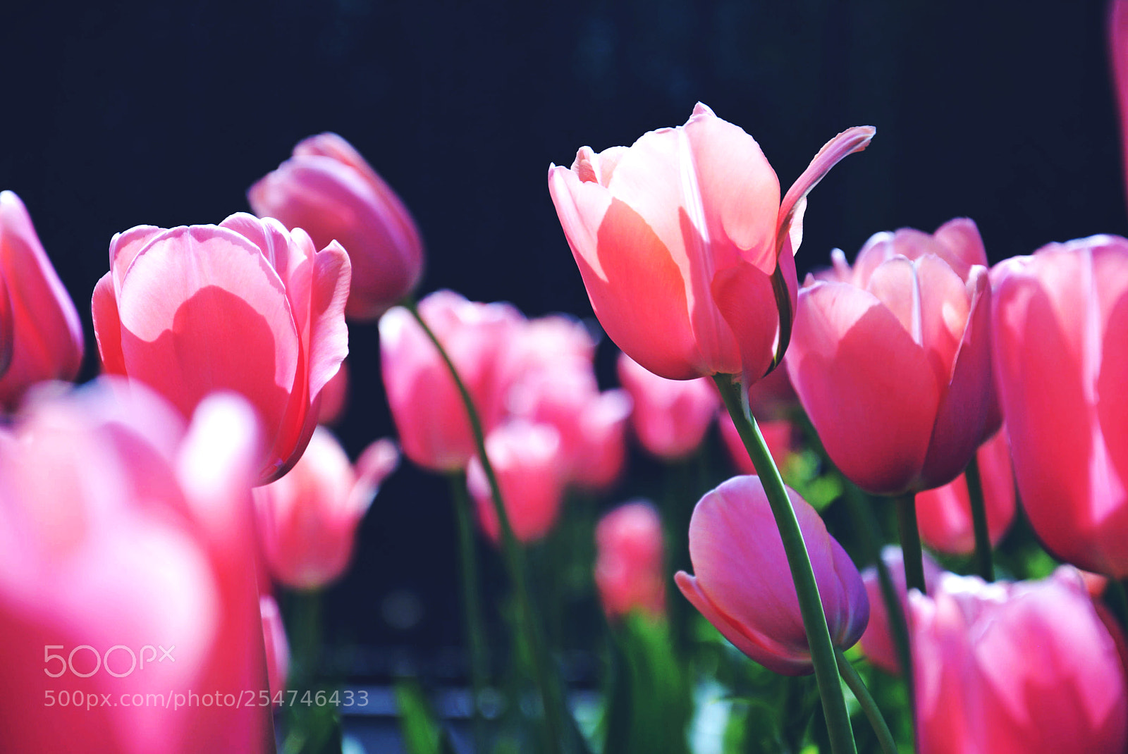 Nikon D5200 sample photo. Flowers photography