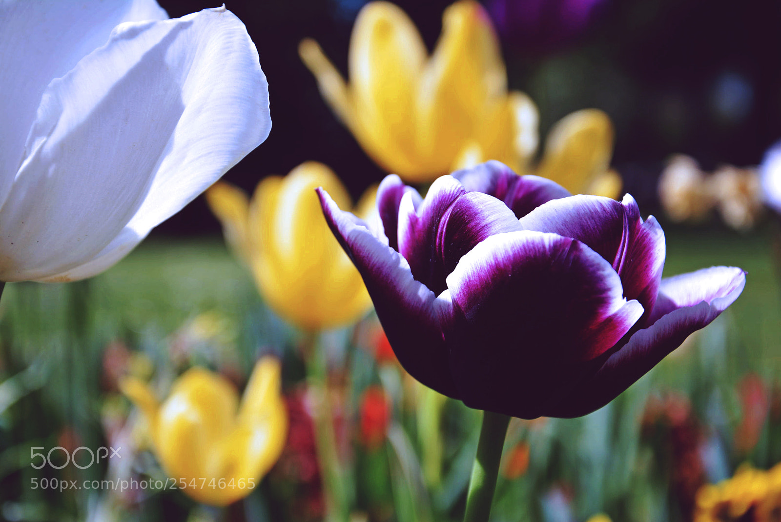 Nikon D5200 sample photo. Flowers photography