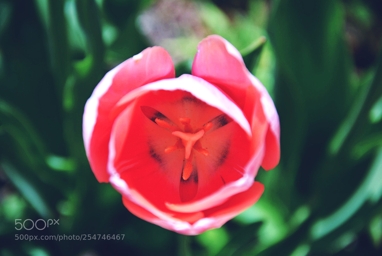 Nikon D5200 sample photo. Flower photography