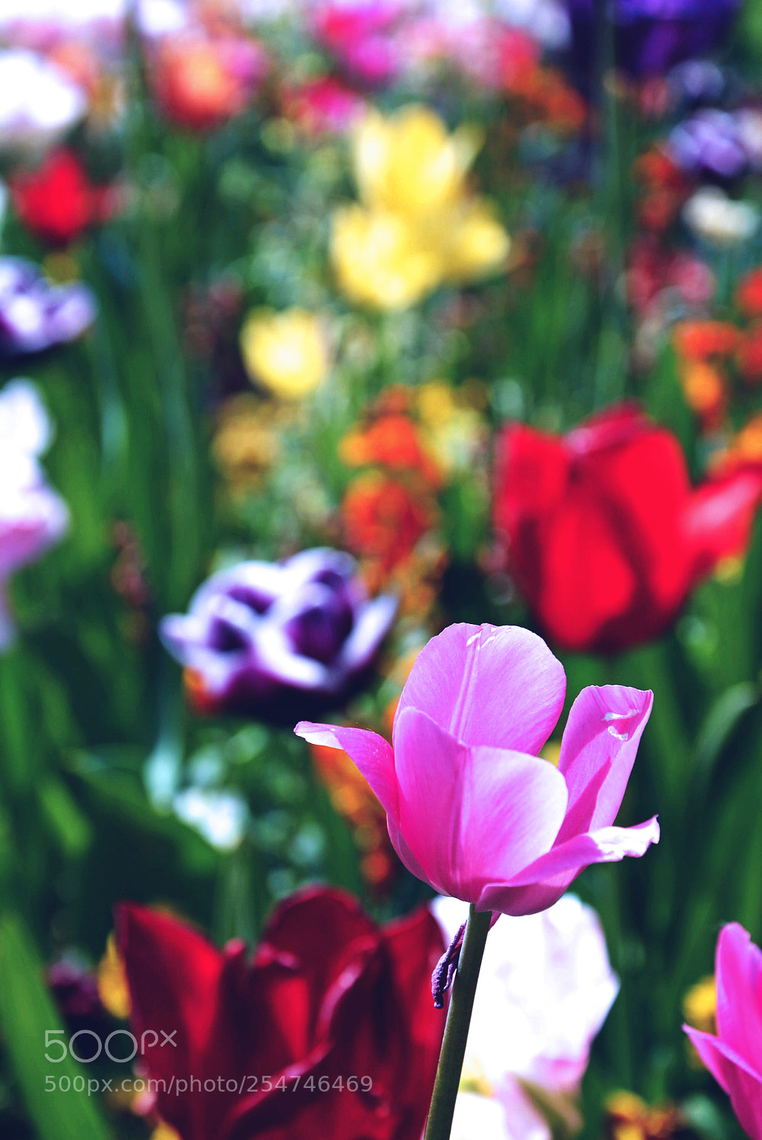 Nikon D5200 sample photo. Flowers photography