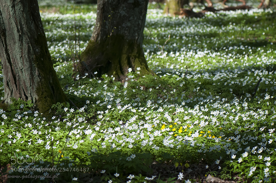 Nikon D300S sample photo. Under a white coat photography