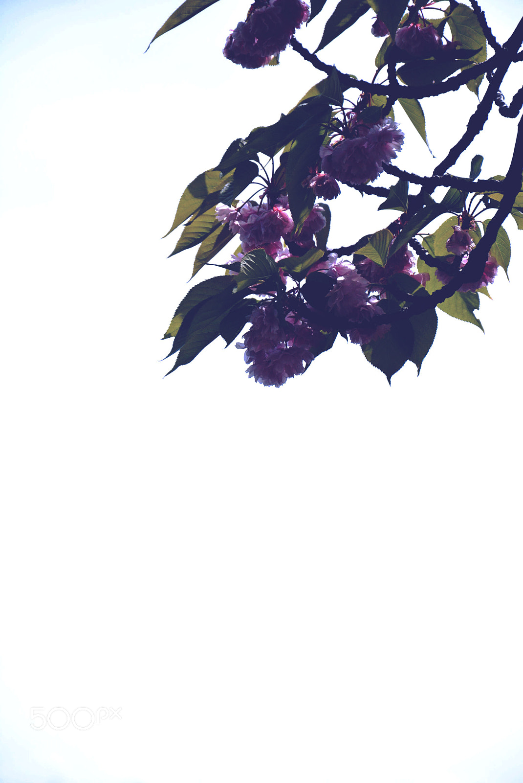 Nikon D5200 sample photo. Flower photography