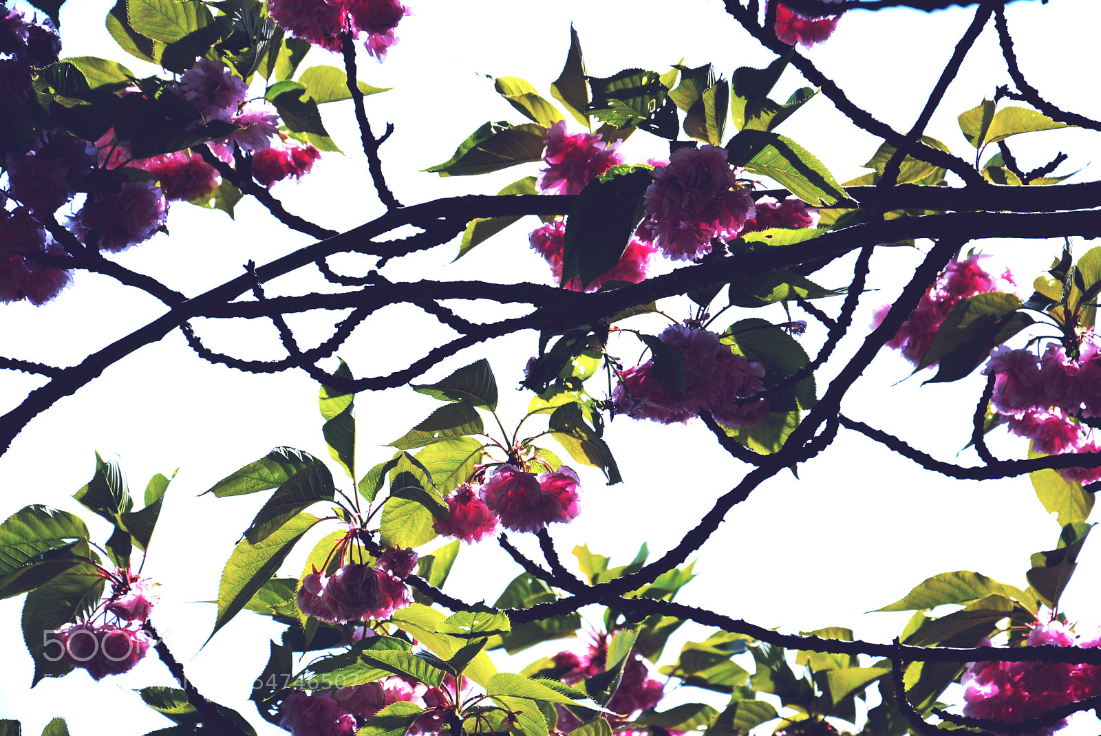 Nikon D5200 sample photo. Flowers photography
