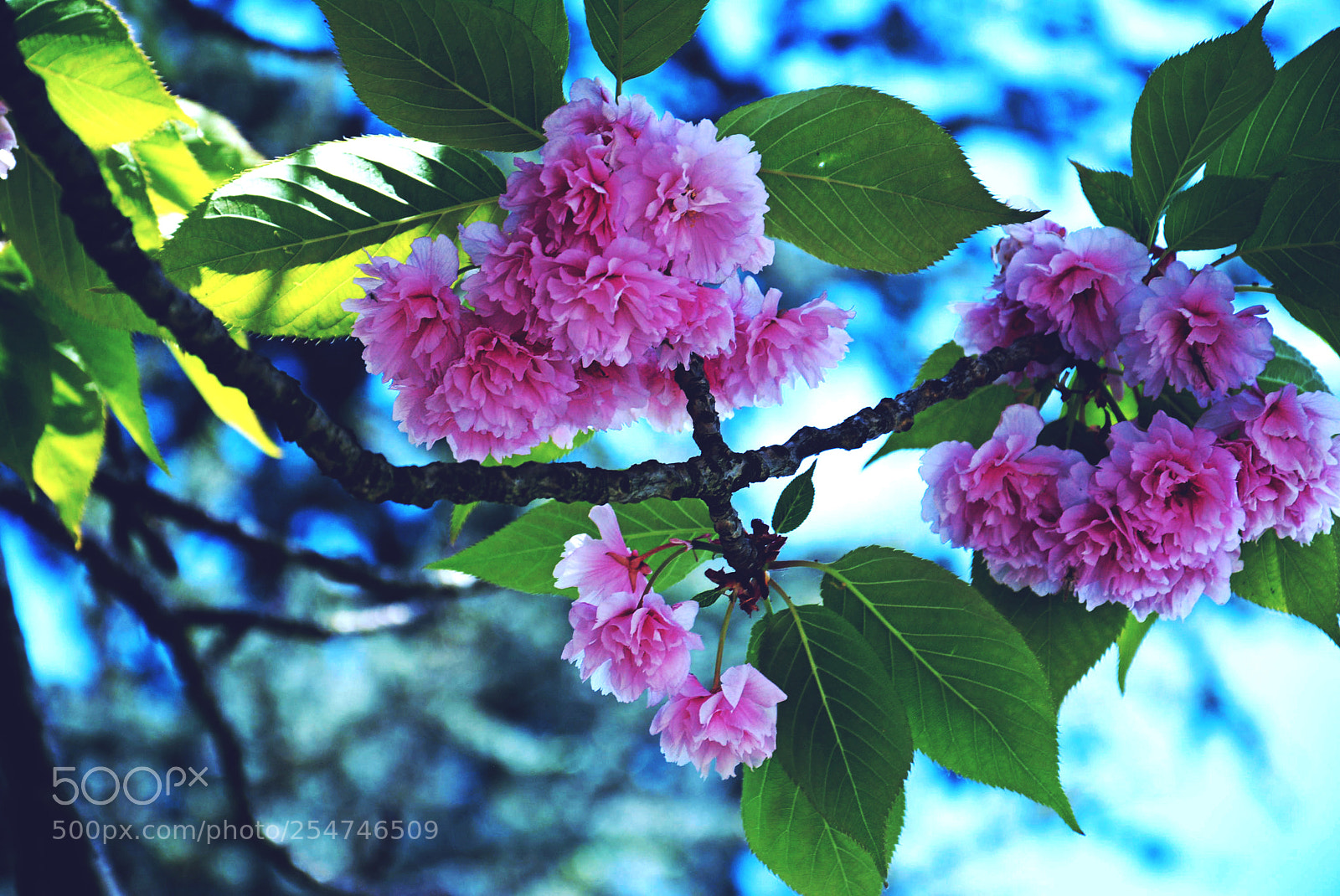 Nikon D5200 sample photo. Flowers photography
