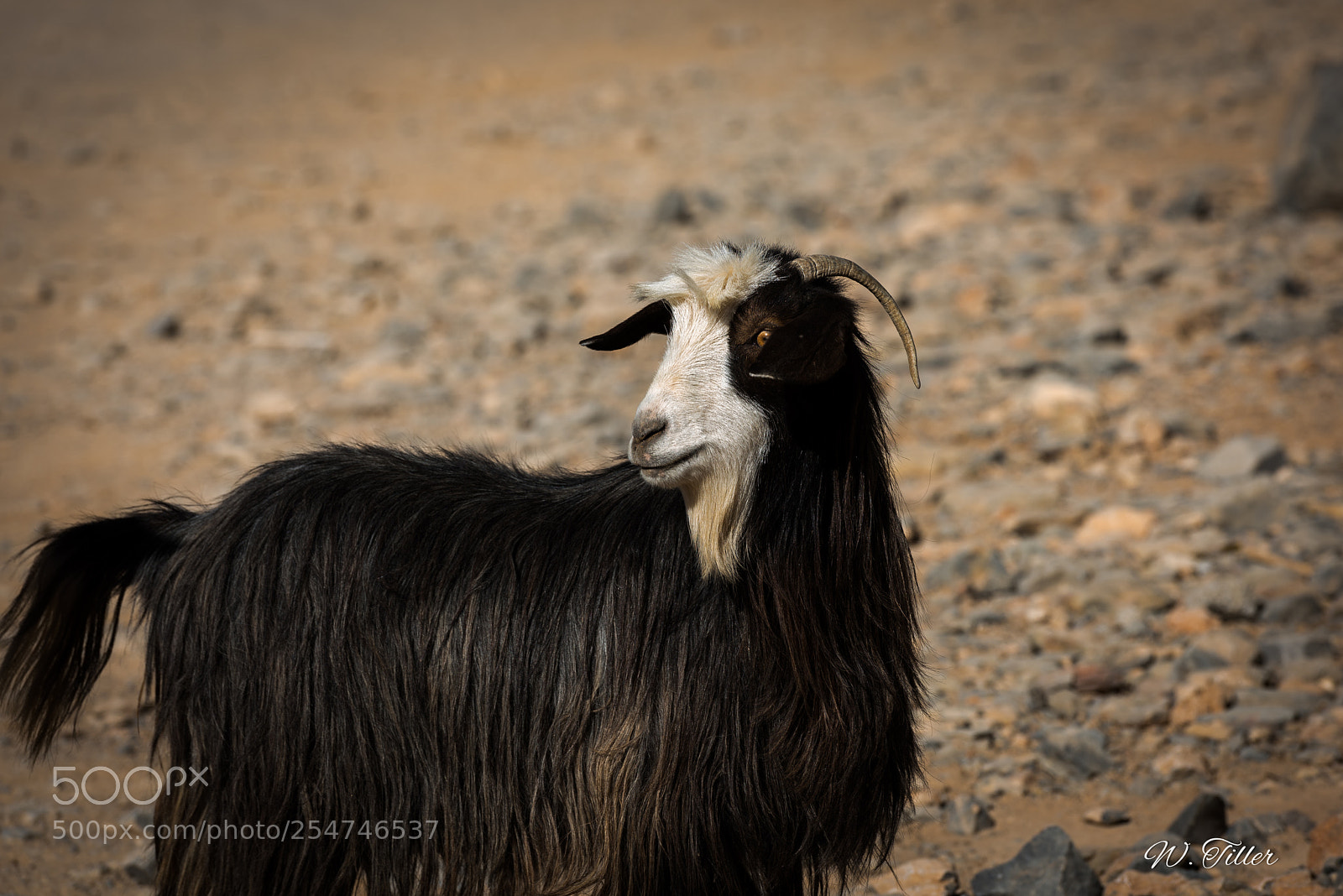 Nikon D810 sample photo. Jebel akhdar photography