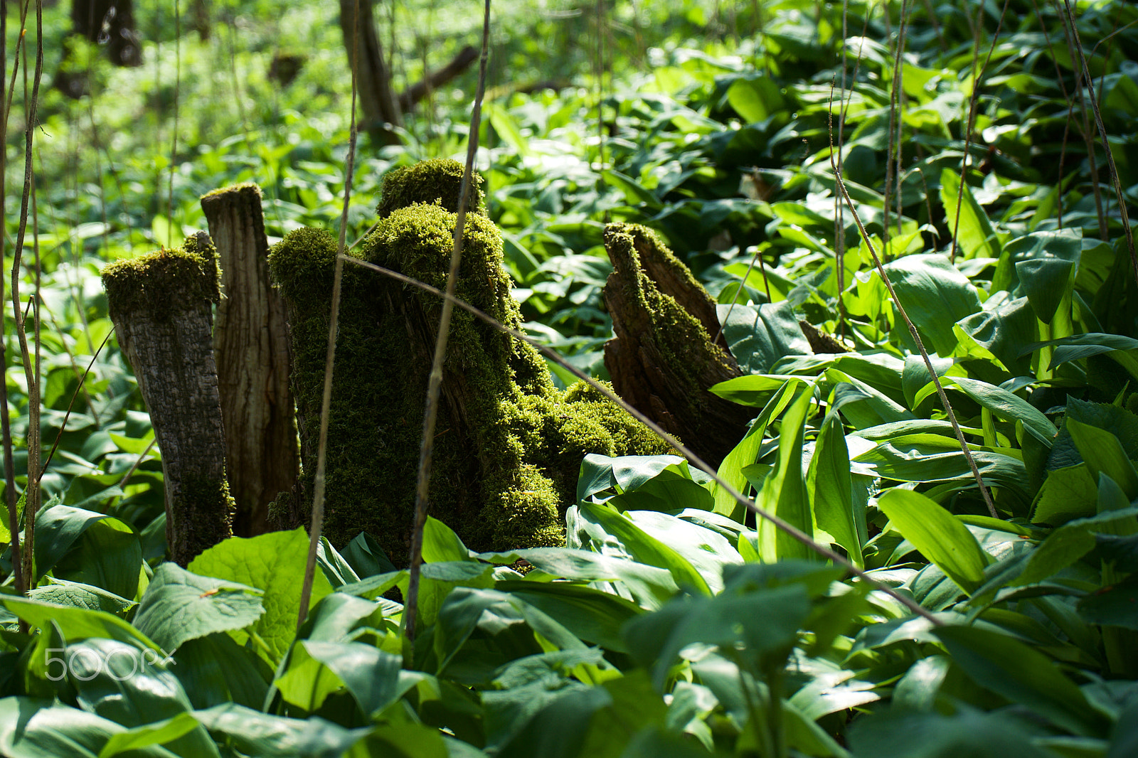 Sony FE 28-70mm F3.5-5.6 OSS sample photo. Jungle. photography