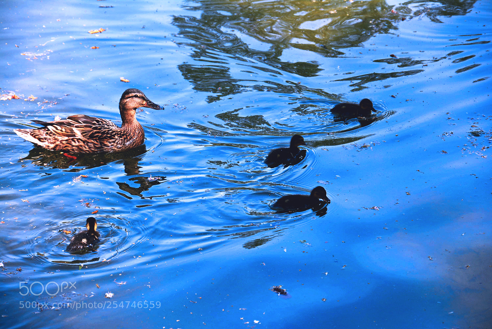 Nikon D5200 sample photo. Ducks photography