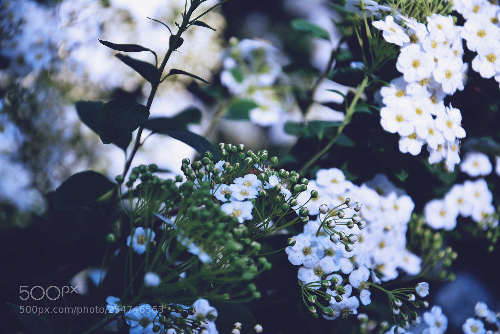 Nikon D5200 sample photo. Flowers photography