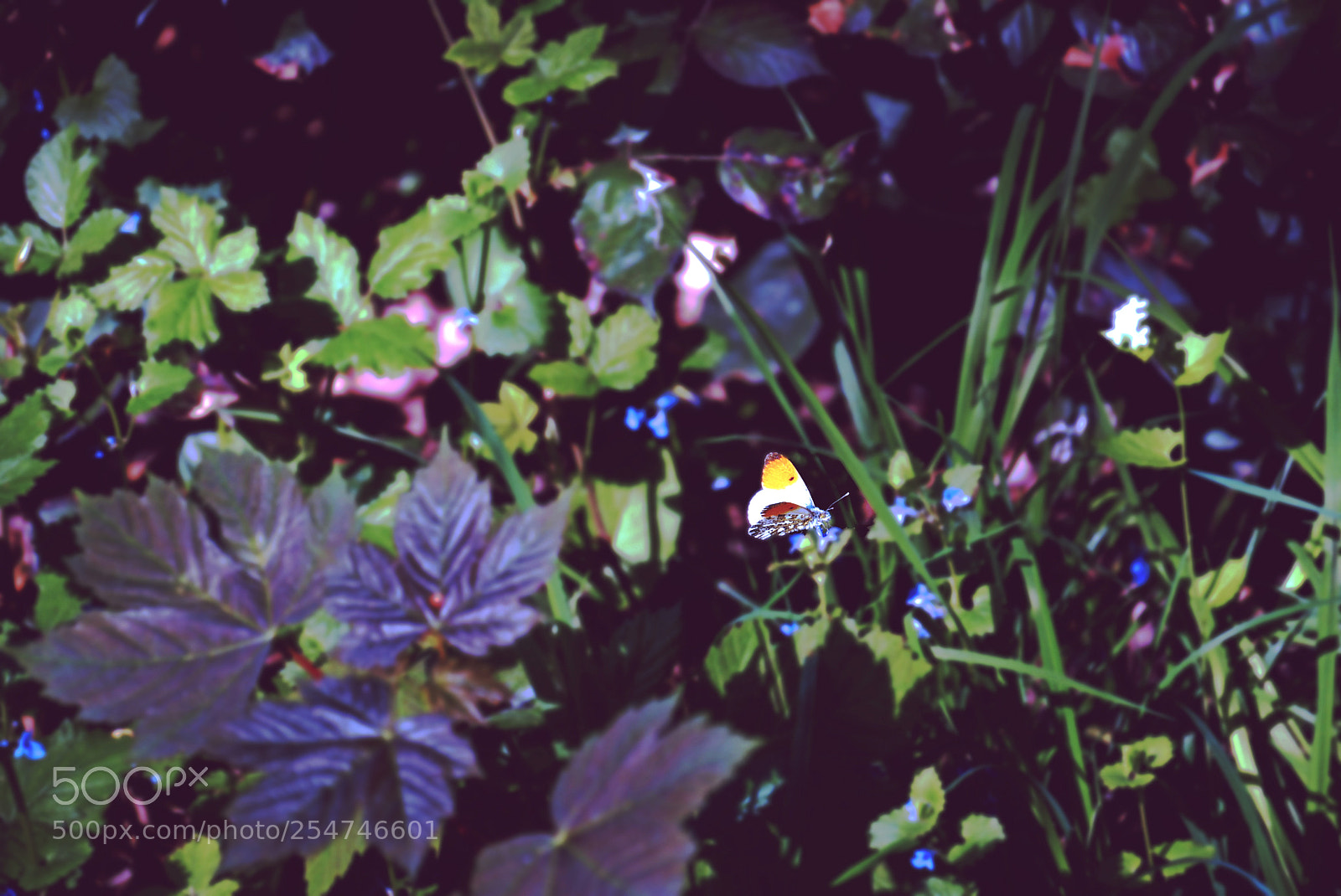 Nikon D5200 sample photo. Butterfly photography