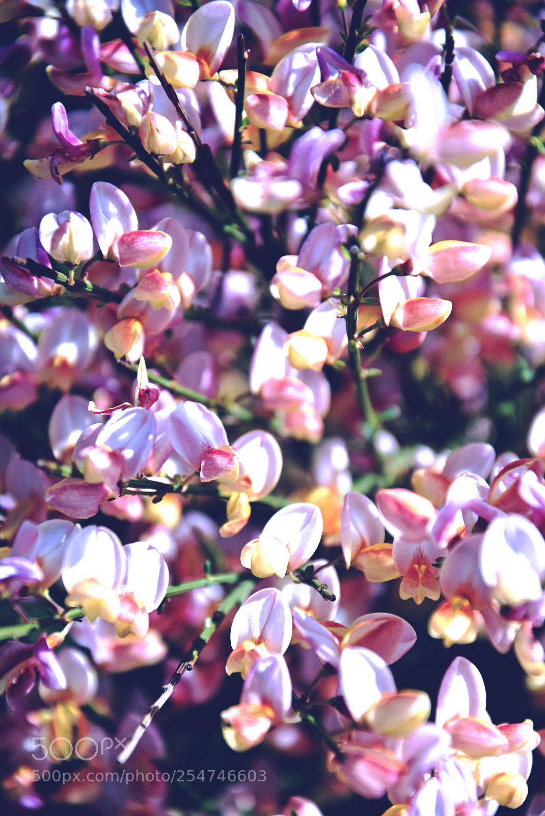 Nikon D5200 sample photo. Flowers photography