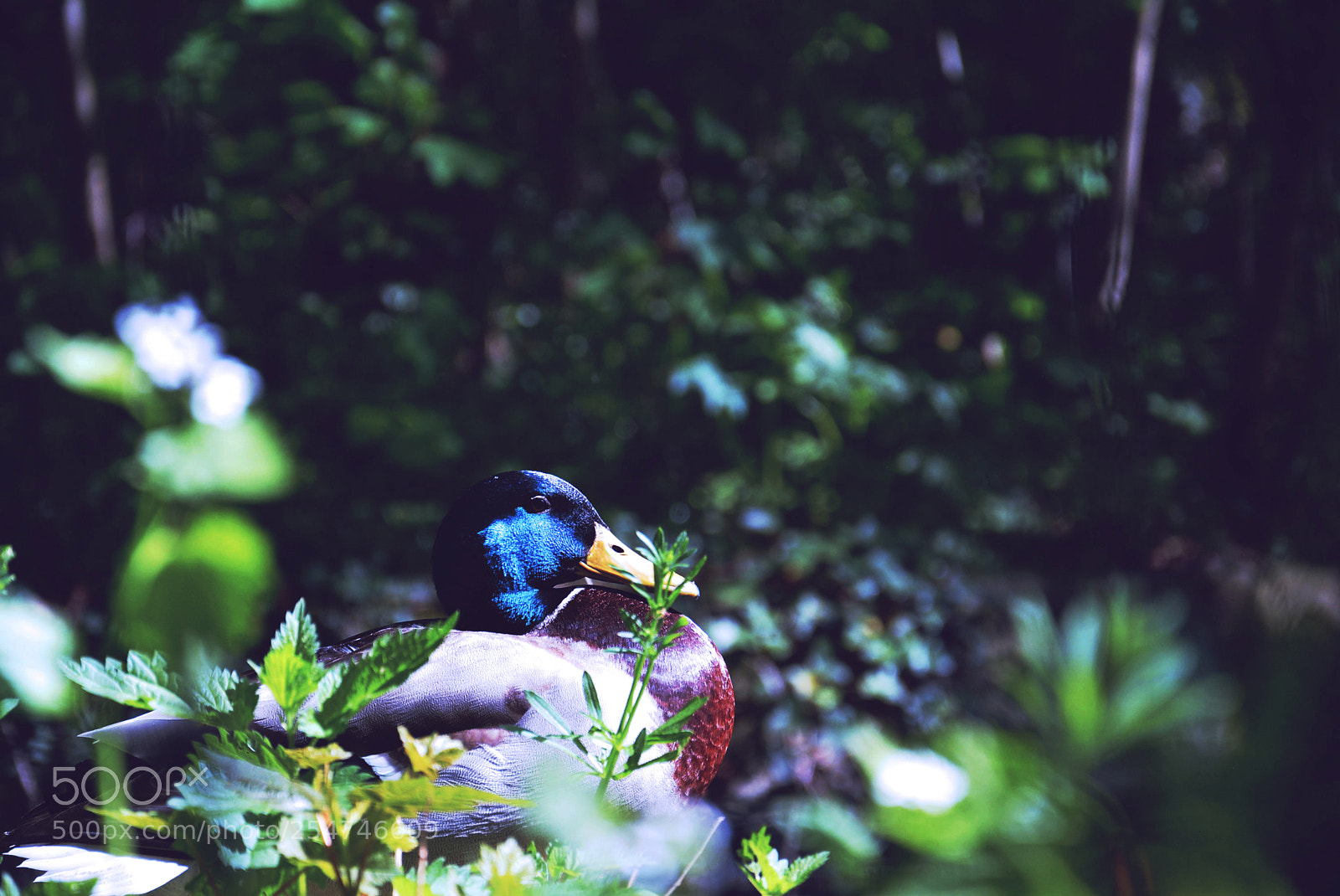 Nikon D5200 sample photo. Duck photography