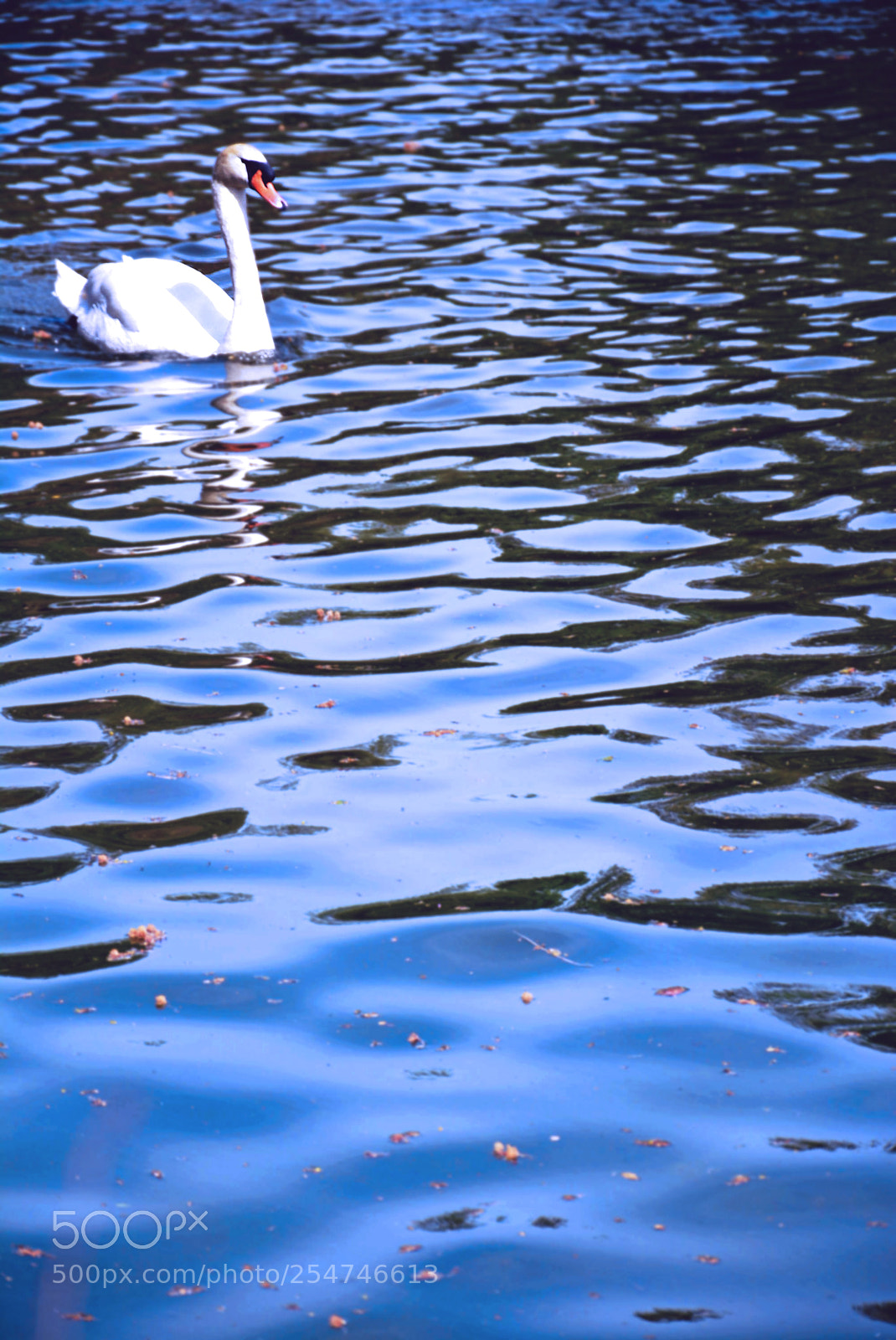 Nikon D5200 sample photo. Swan photography