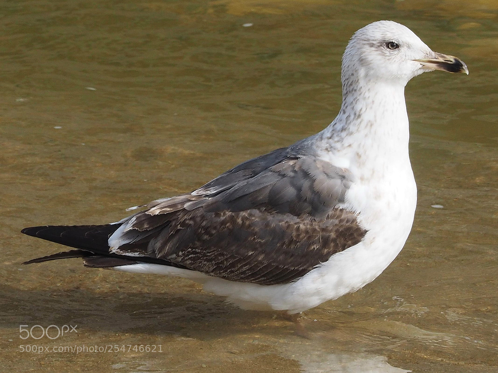 Olympus OM-D E-M1 sample photo. Gaviota sombr a larus photography