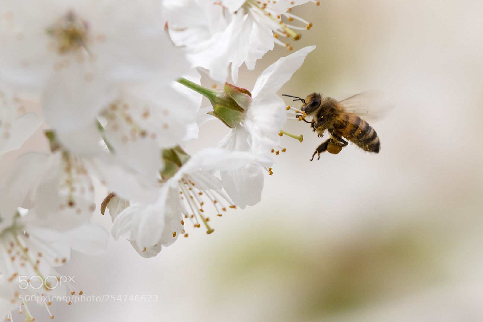 Nikon D7500 sample photo. Bee at work photography