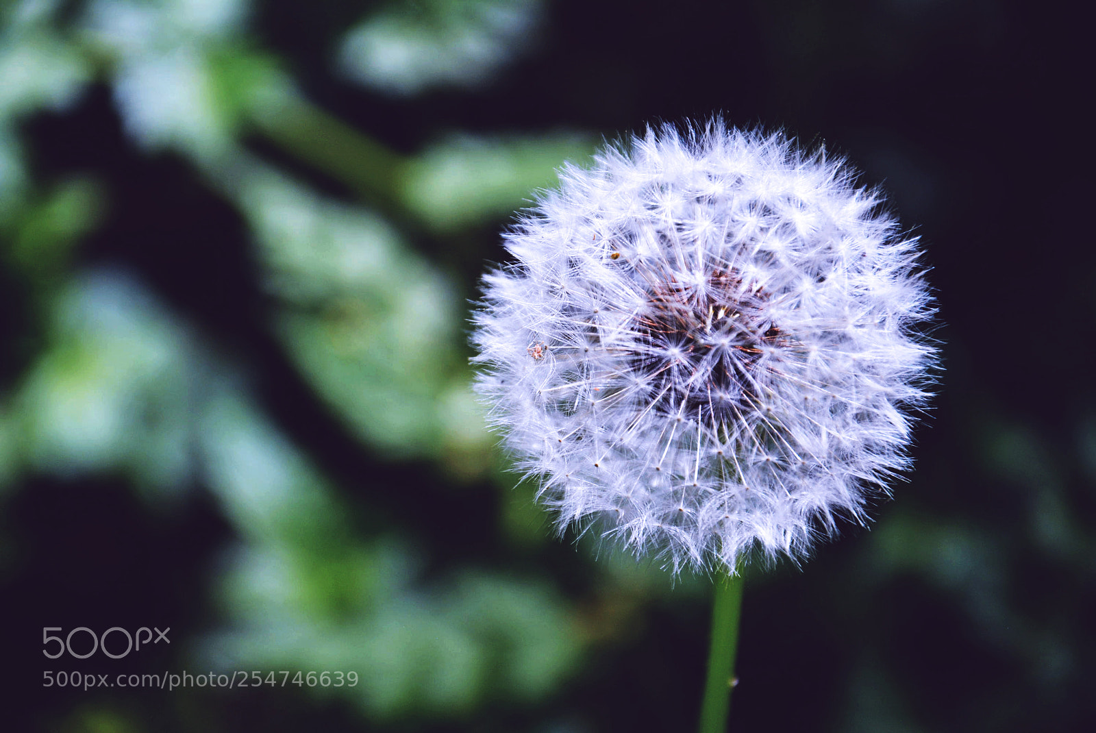 Nikon D5200 sample photo. Flower photography