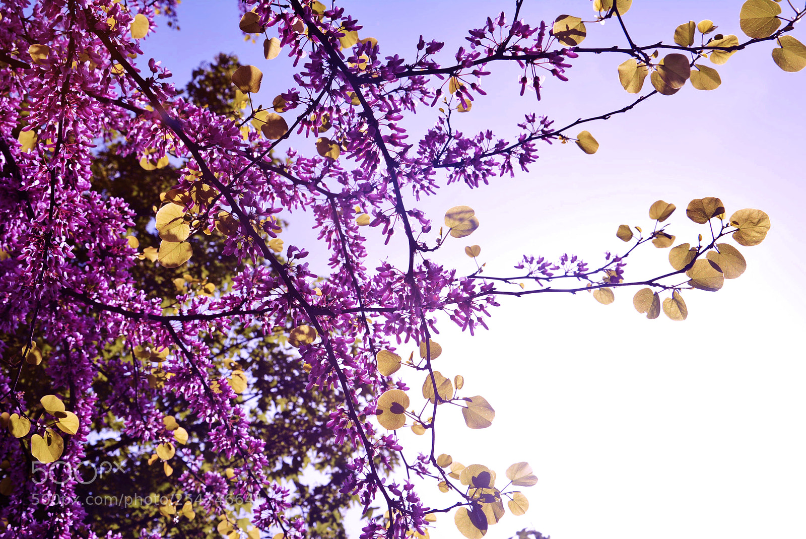 Nikon D5200 sample photo. Flowers photography