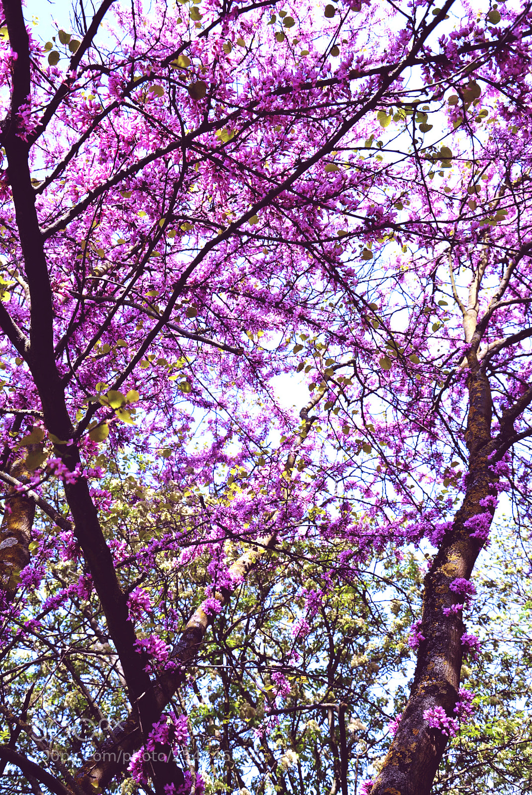 Nikon D5200 sample photo. Flowers photography