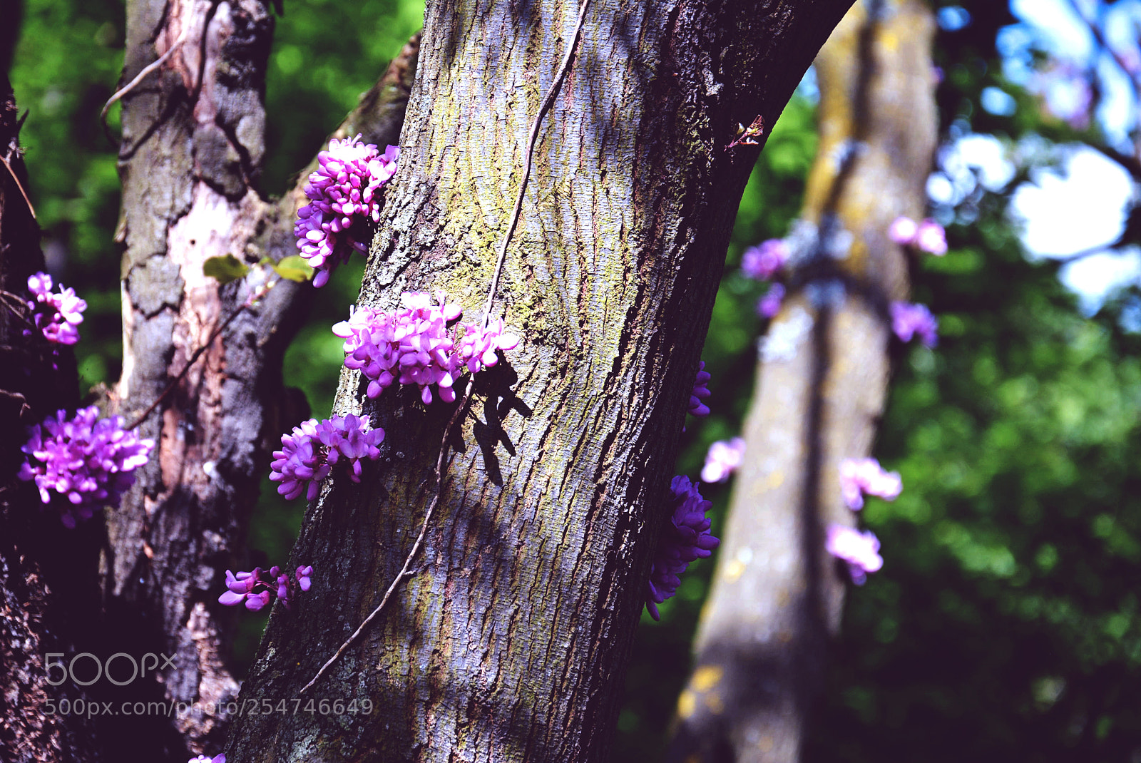 Nikon D5200 sample photo. Flowers photography
