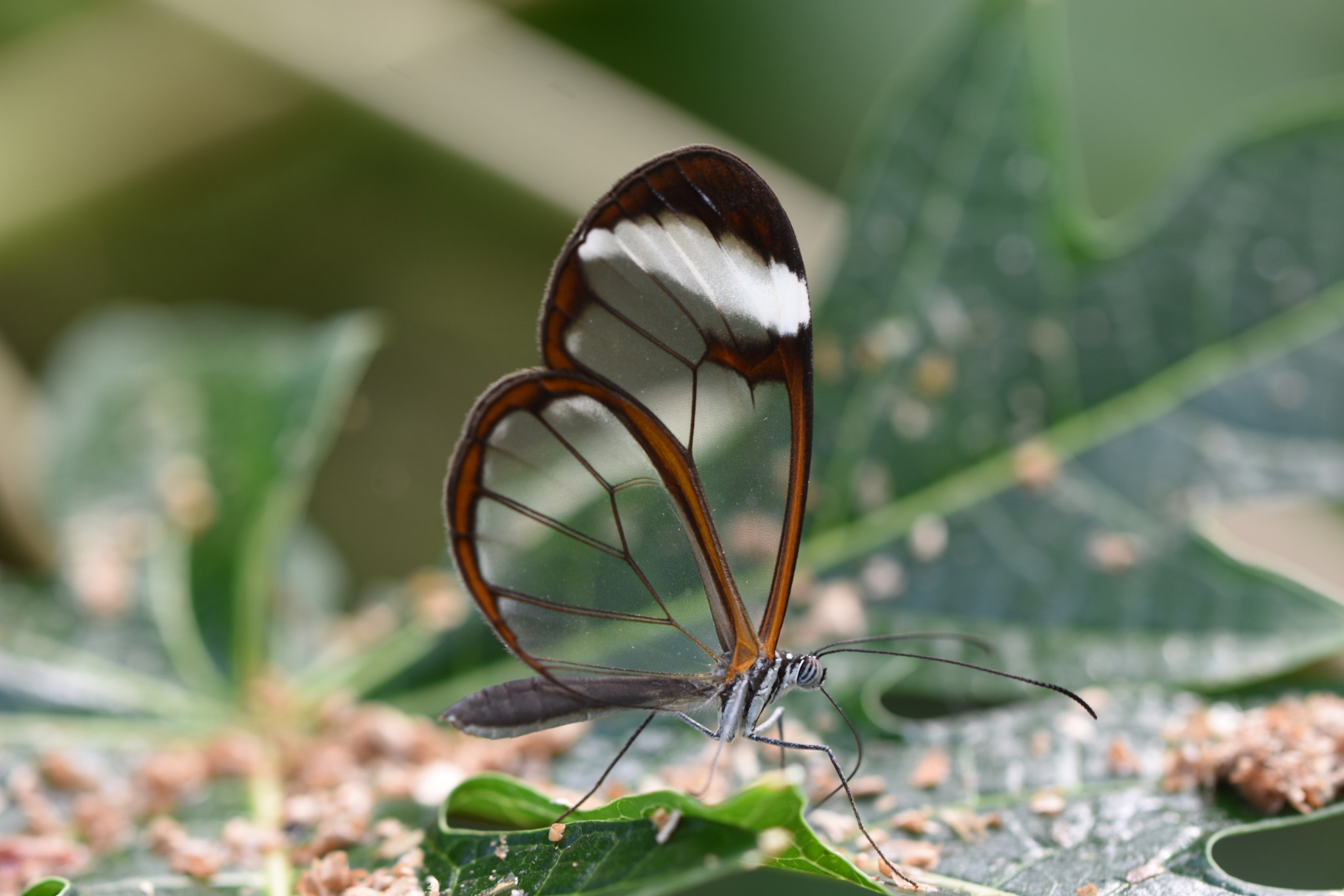 Nikon D7200 sample photo. Greta oto / glass wing photography