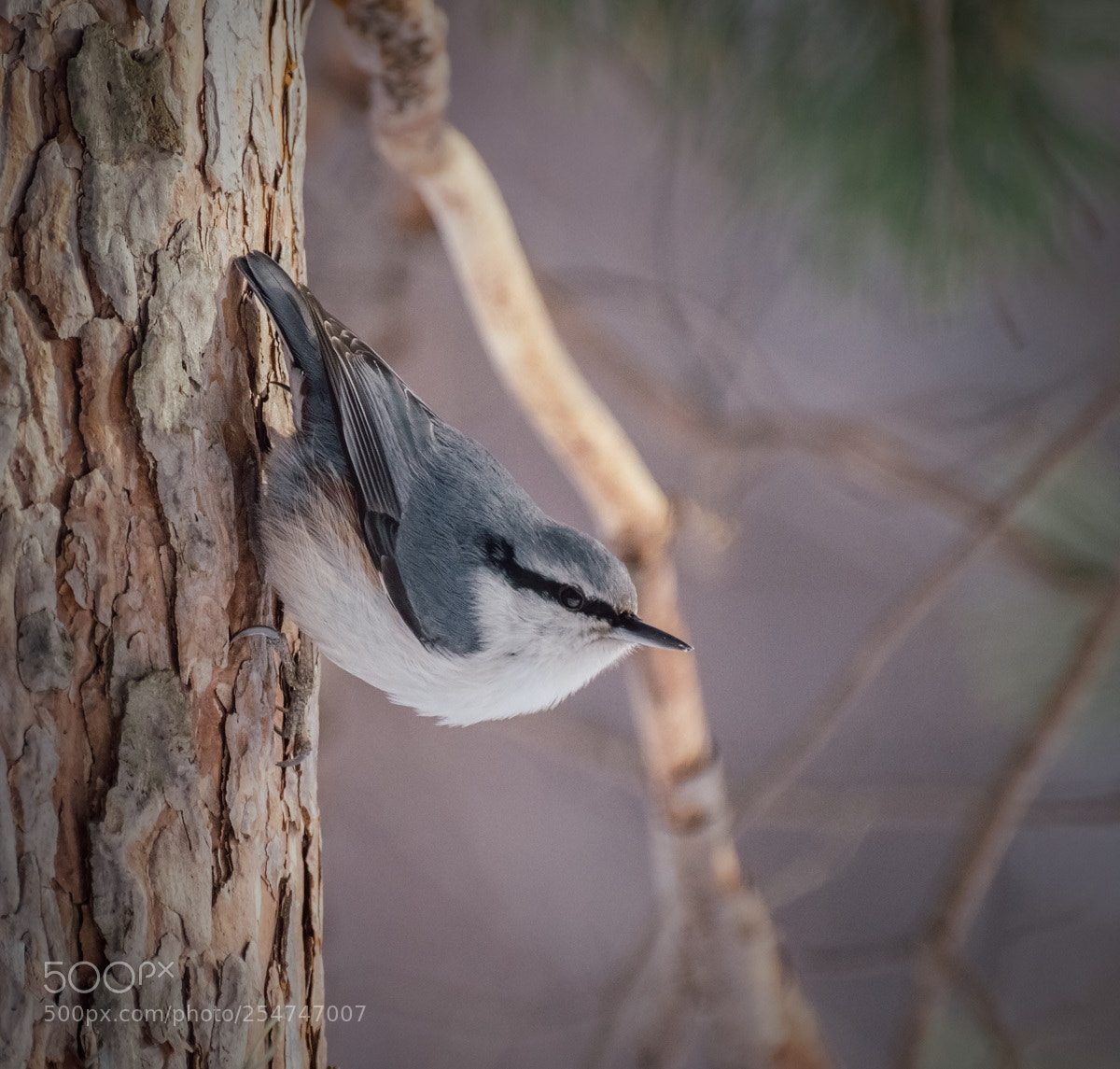 Nikon D5500 sample photo. Wood nuthatch photography