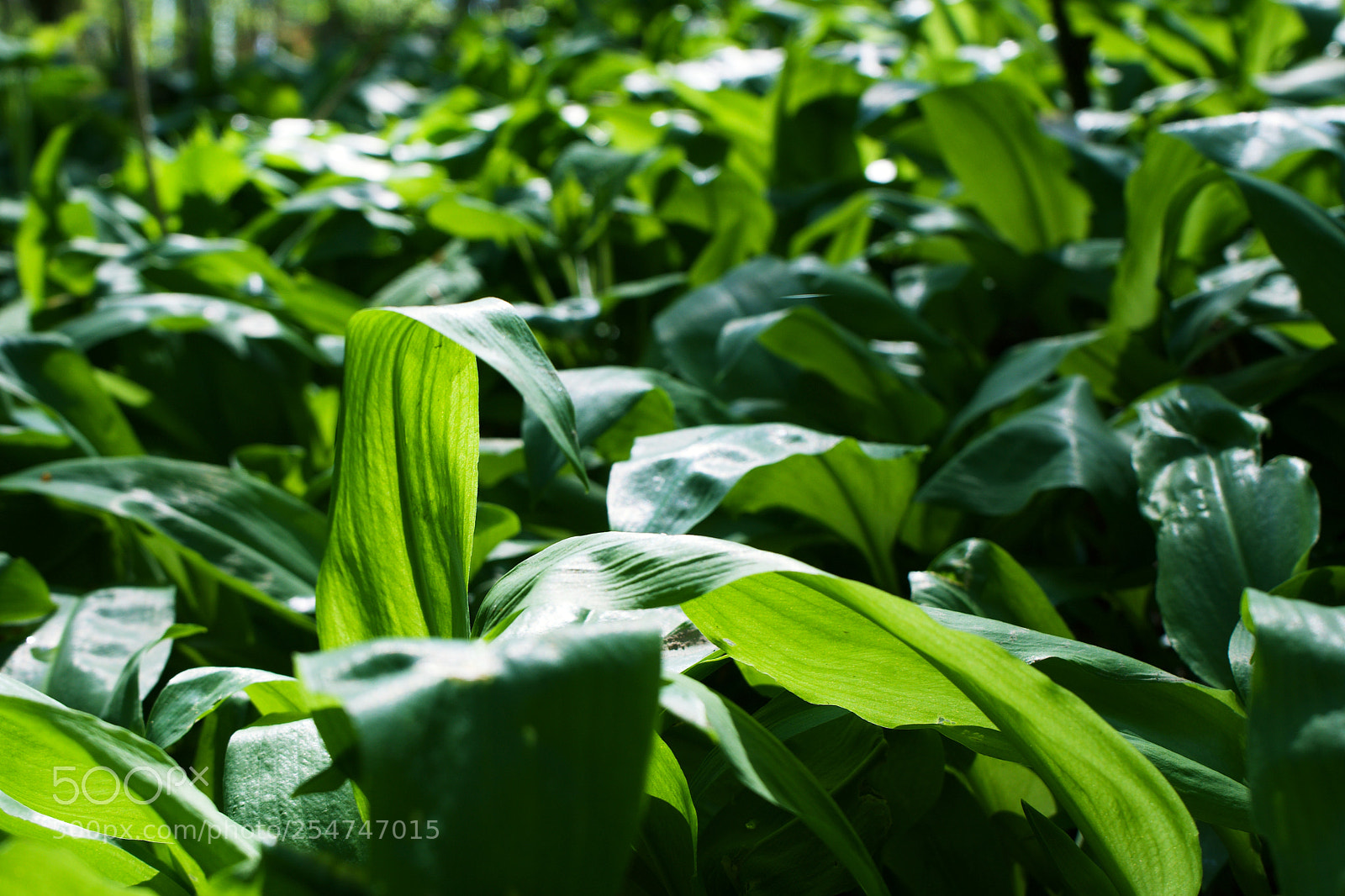 Sony a7 sample photo. Bear's garlic. photography