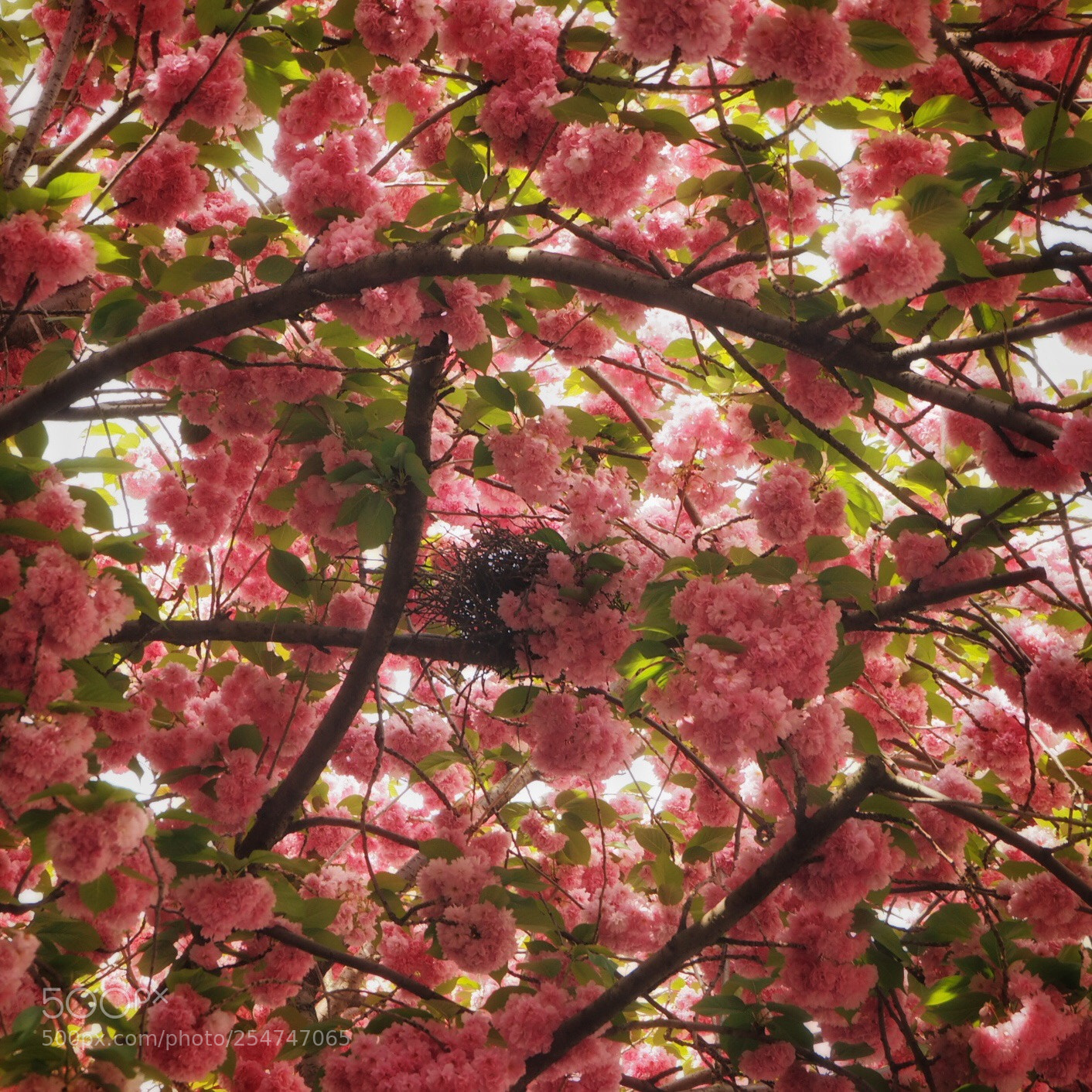 Olympus OM-D E-M10 sample photo. Cherry blossom photography