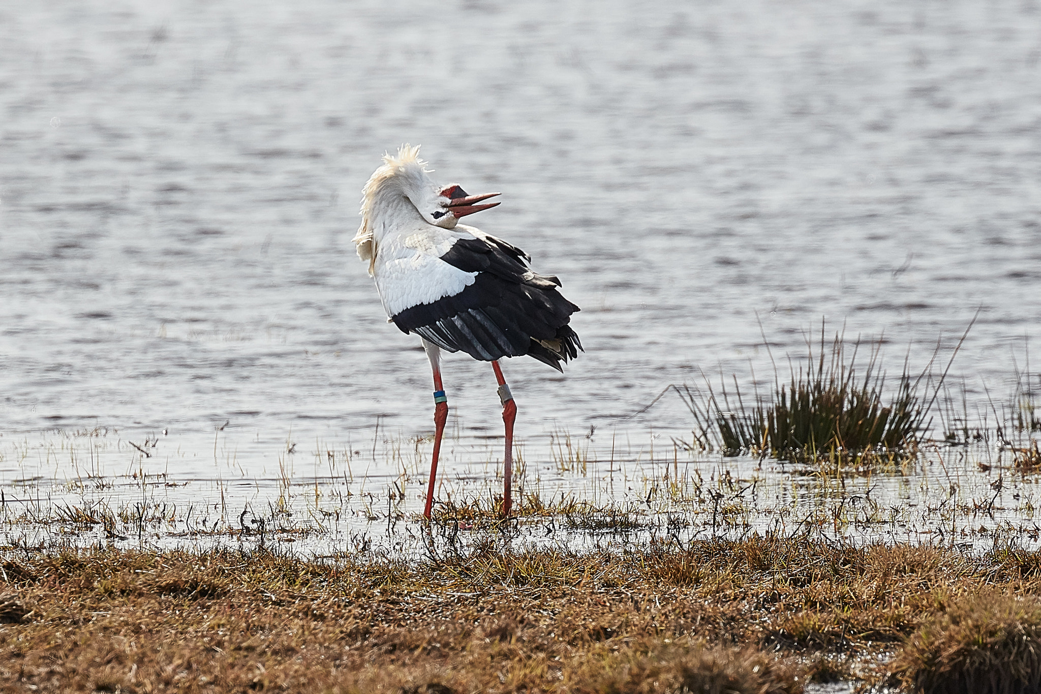 Canon EF 100-400mm F4.5-5.6L IS II USM sample photo. Clattering the beak photography