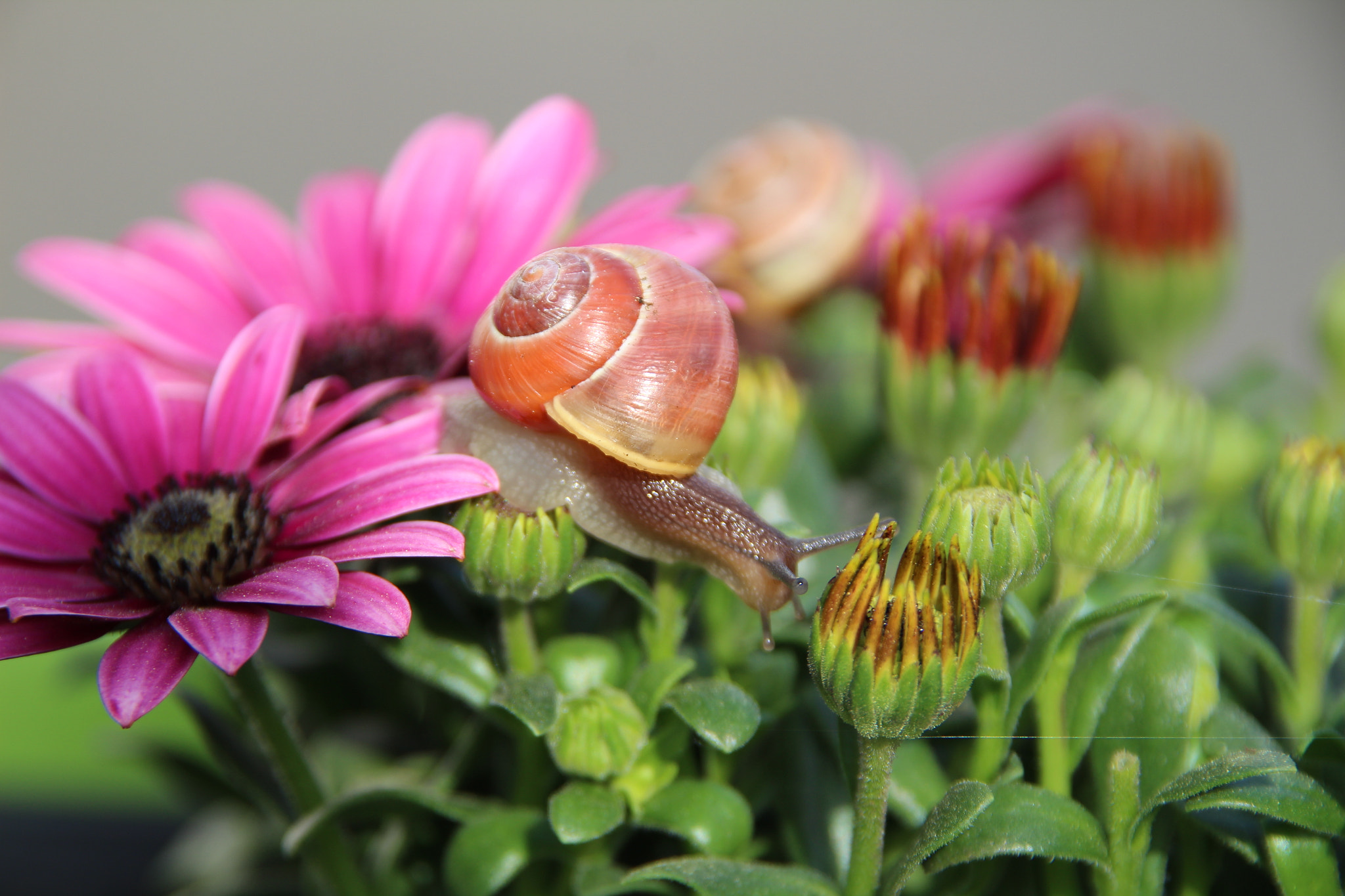 Canon EOS 1300D (EOS Rebel T6 / EOS Kiss X80) + Sigma 18-200mm f/3.5-6.3 DC OS sample photo. Snail 3 photography