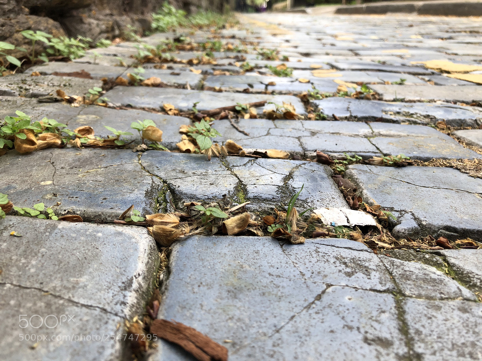Apple iPhone 8 Plus sample photo. Untitled photography