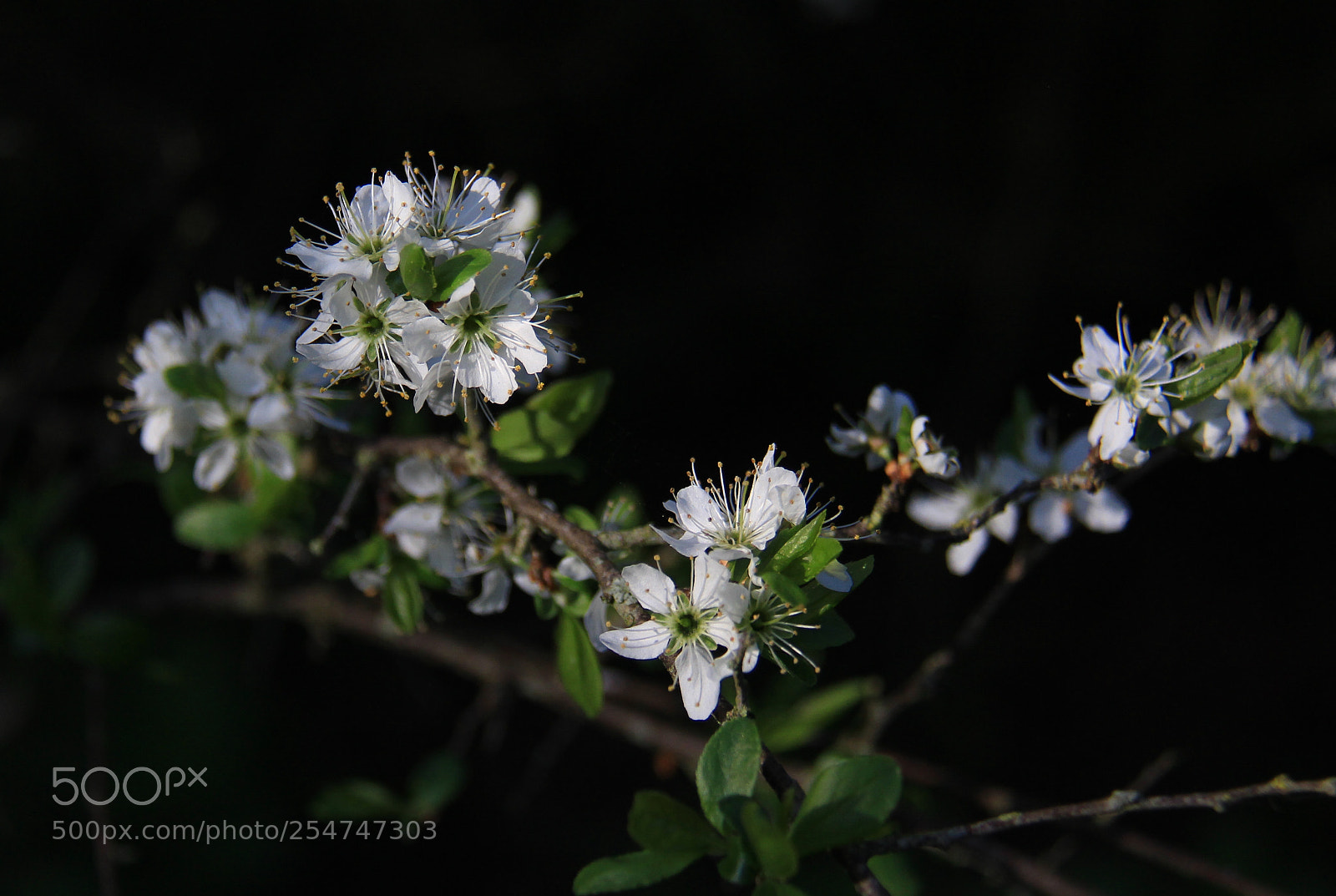 Canon EOS 700D (EOS Rebel T5i / EOS Kiss X7i) sample photo. Blackthorn in morning sun photography