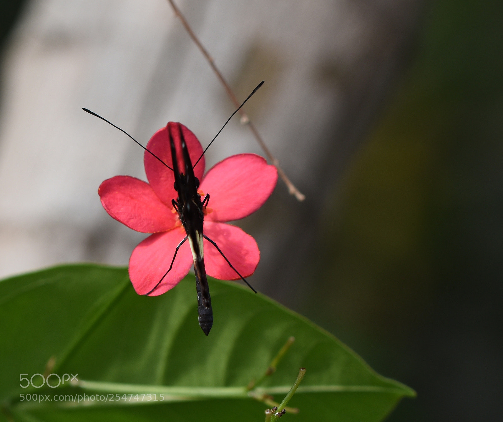 Nikon D7200 sample photo. Butterfly from a new photography
