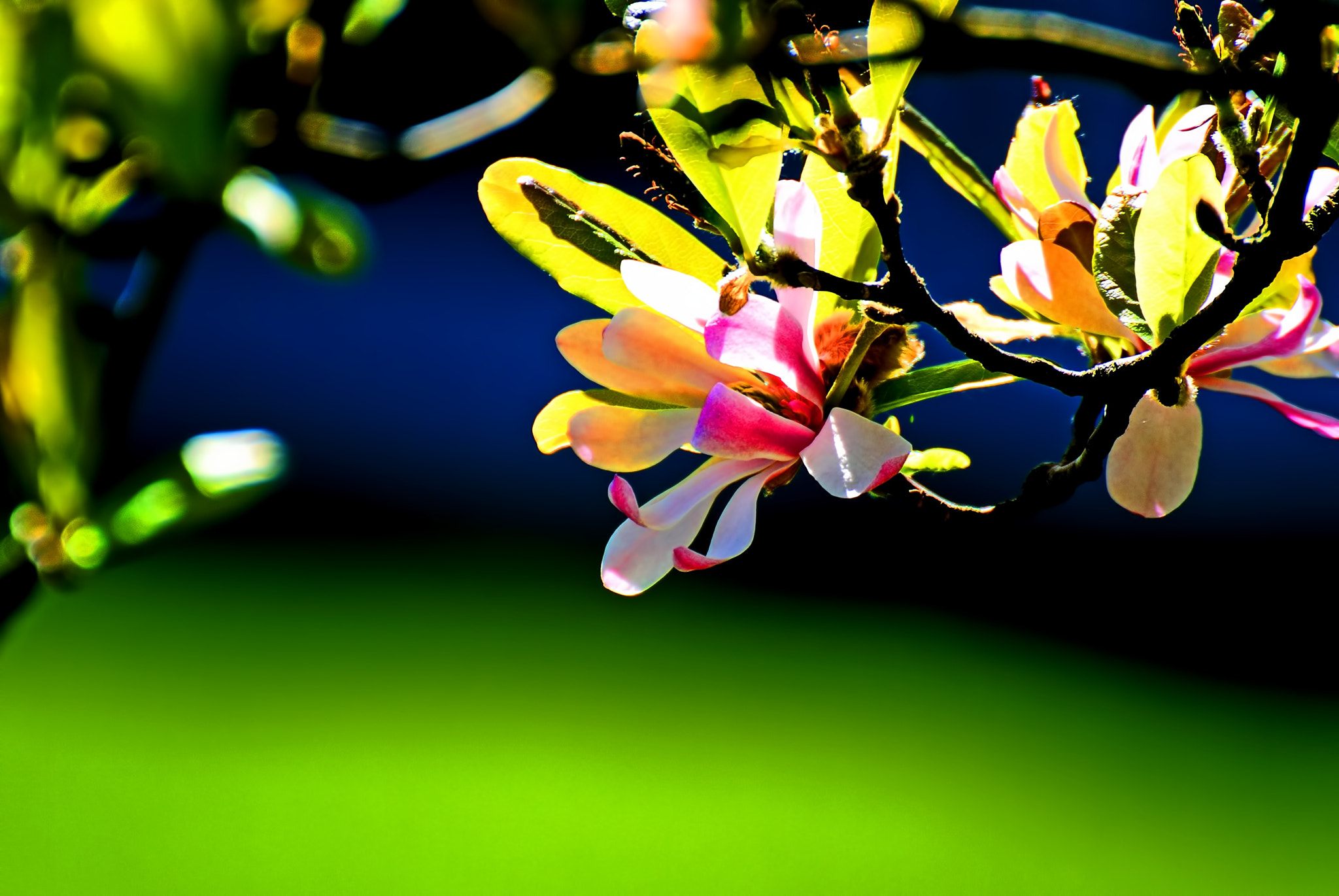 Nikon 1 V1 sample photo. Flower 5 photography