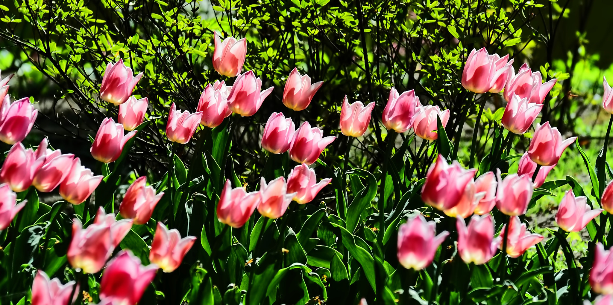 Nikon 1 V1 sample photo. Flower4 photography