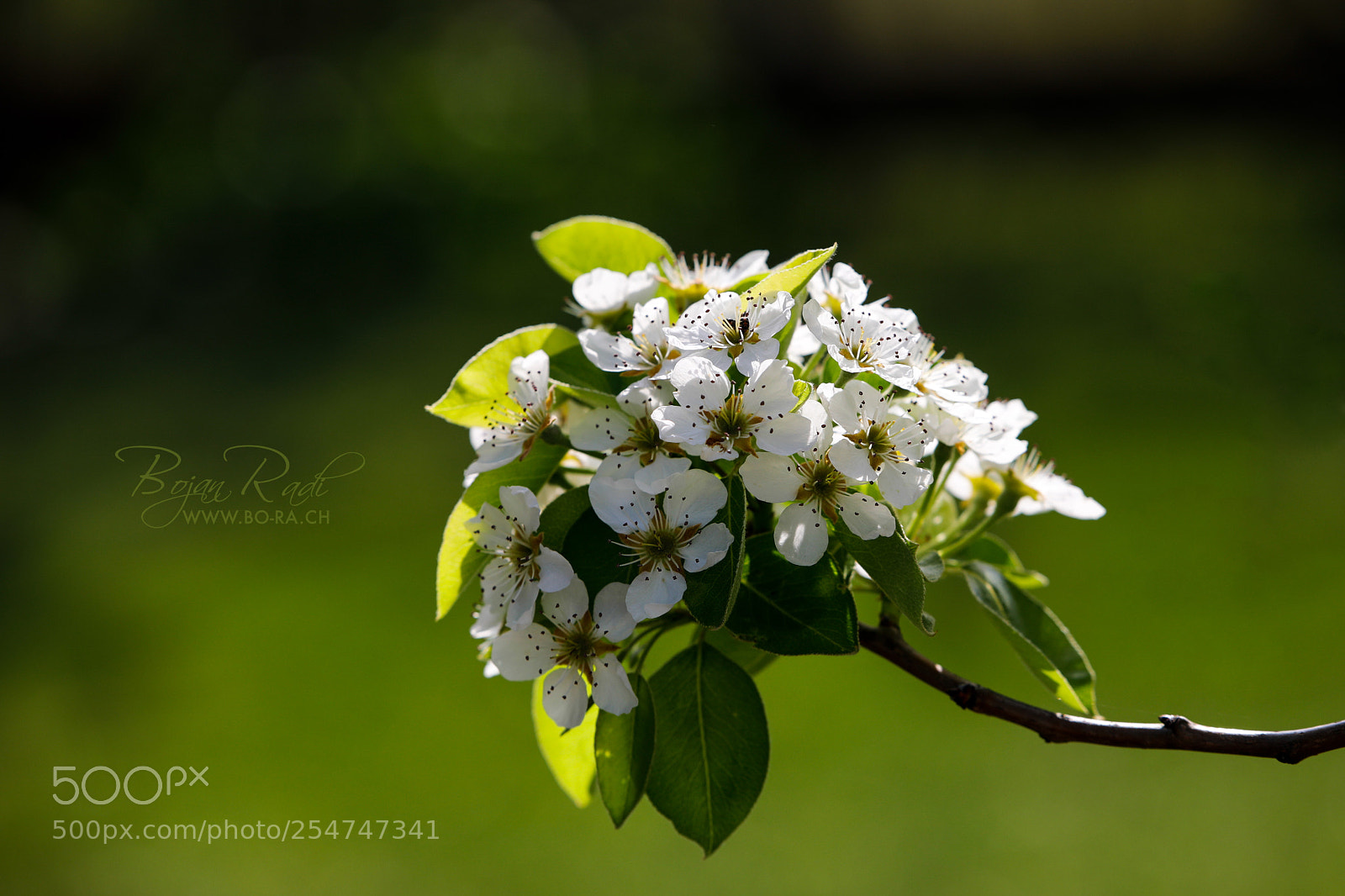 Canon EOS 5D Mark IV sample photo. Birnenbaumblüten photography