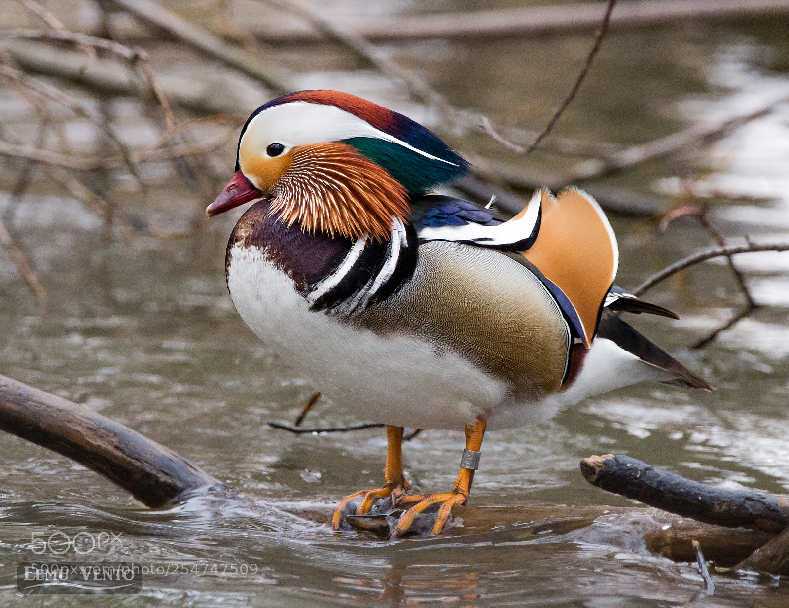 Canon EOS 700D (EOS Rebel T5i / EOS Kiss X7i) sample photo. Mandarin duck photography