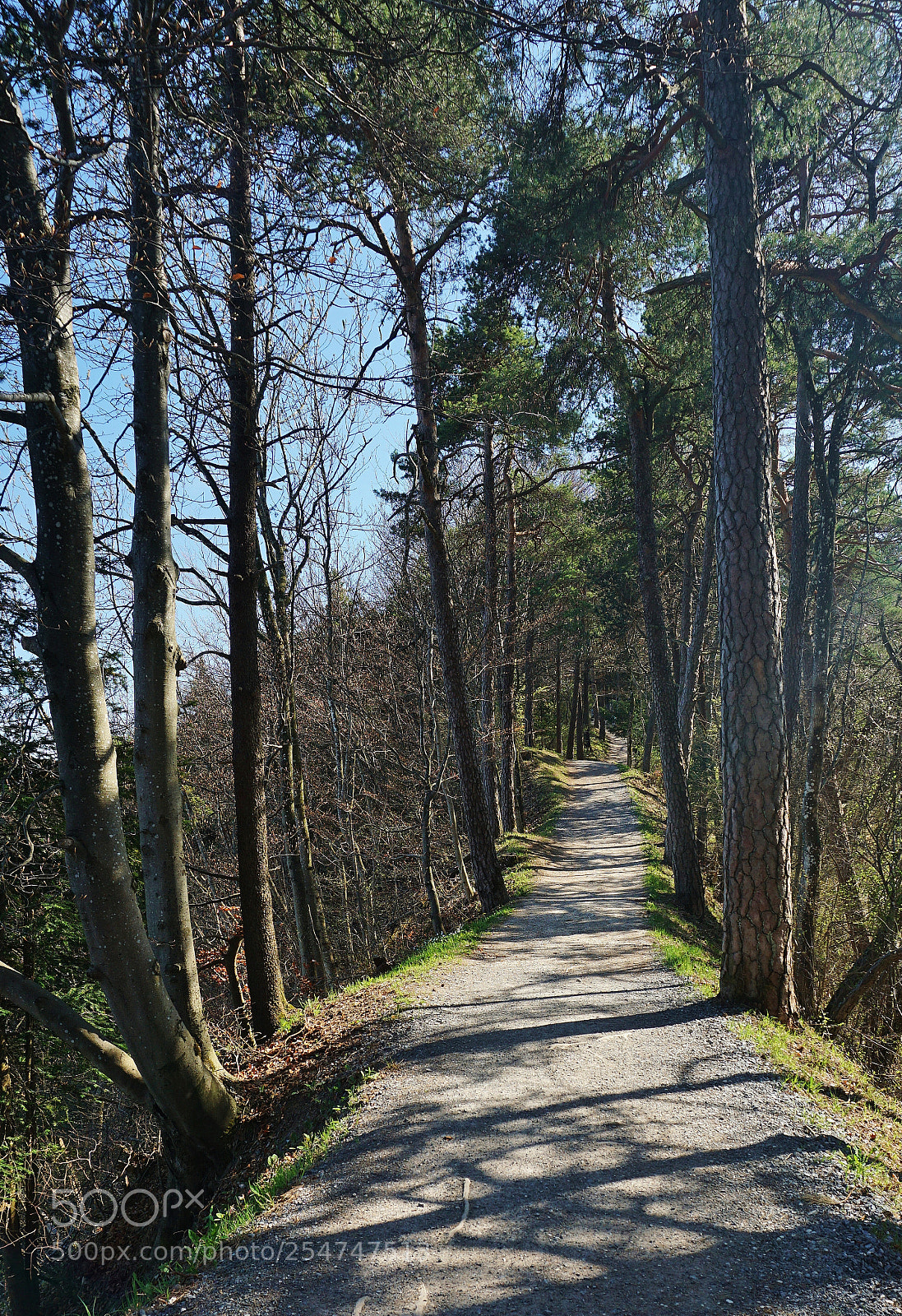 Sony a6000 sample photo. Magischer waldweg photography