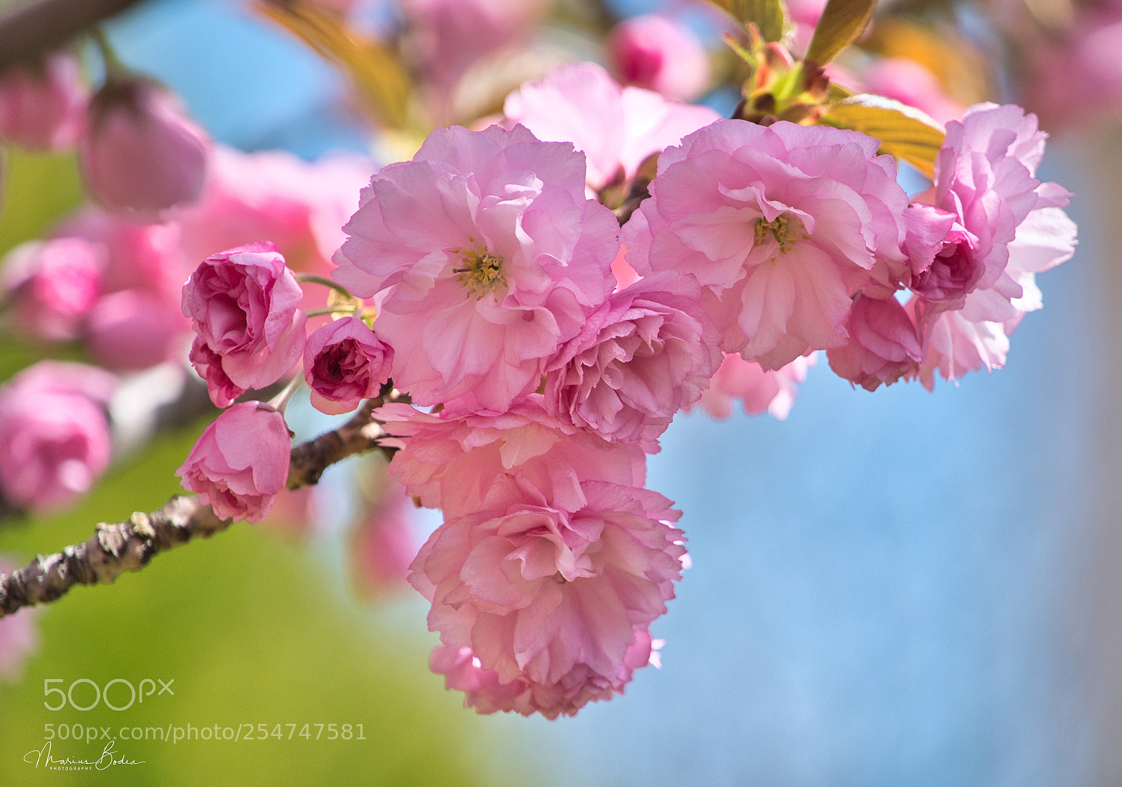 Fujifilm X-T2 sample photo. Prunus flowers photography
