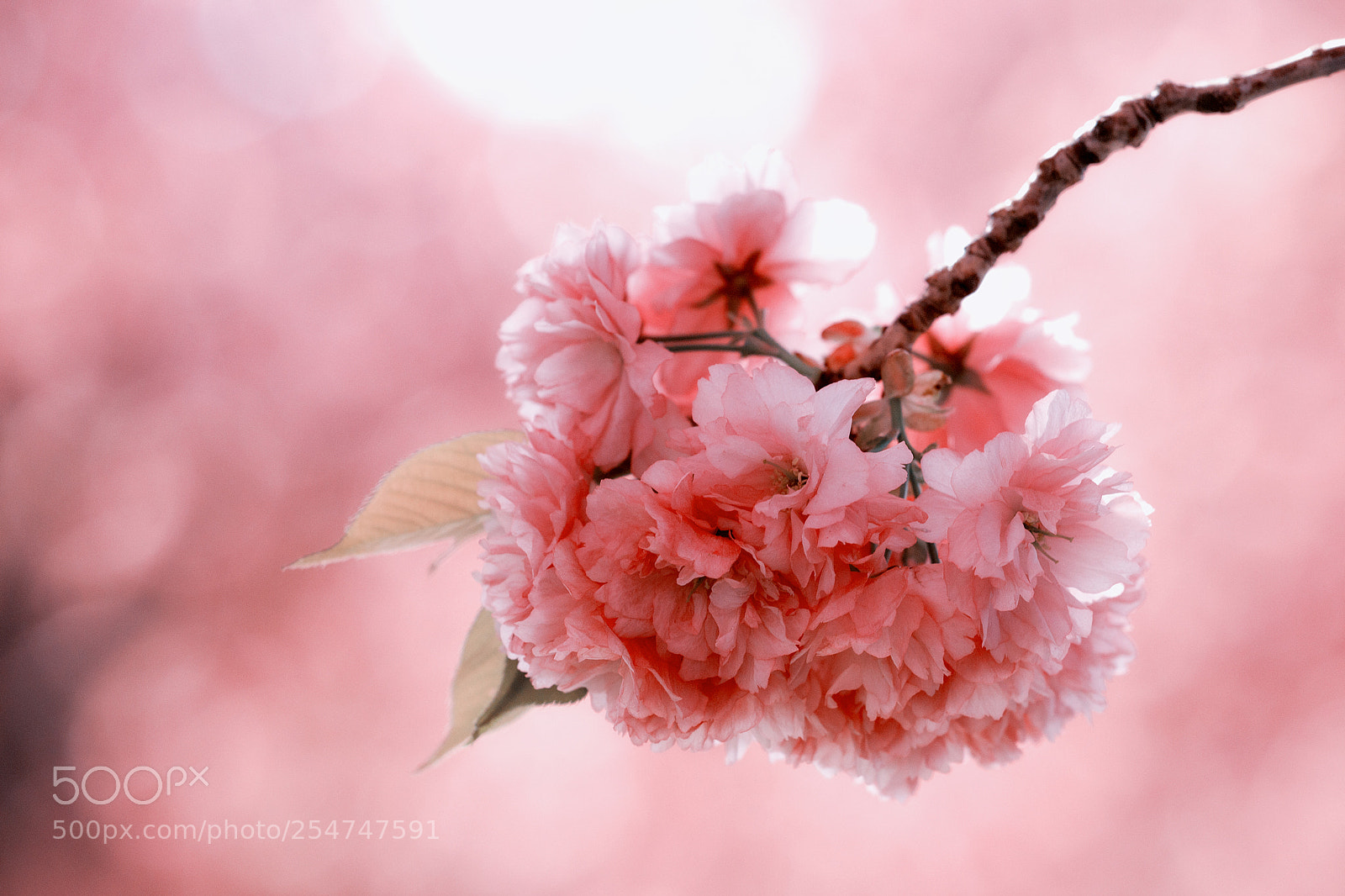 Canon EOS 600D (Rebel EOS T3i / EOS Kiss X5) sample photo. Floral photography