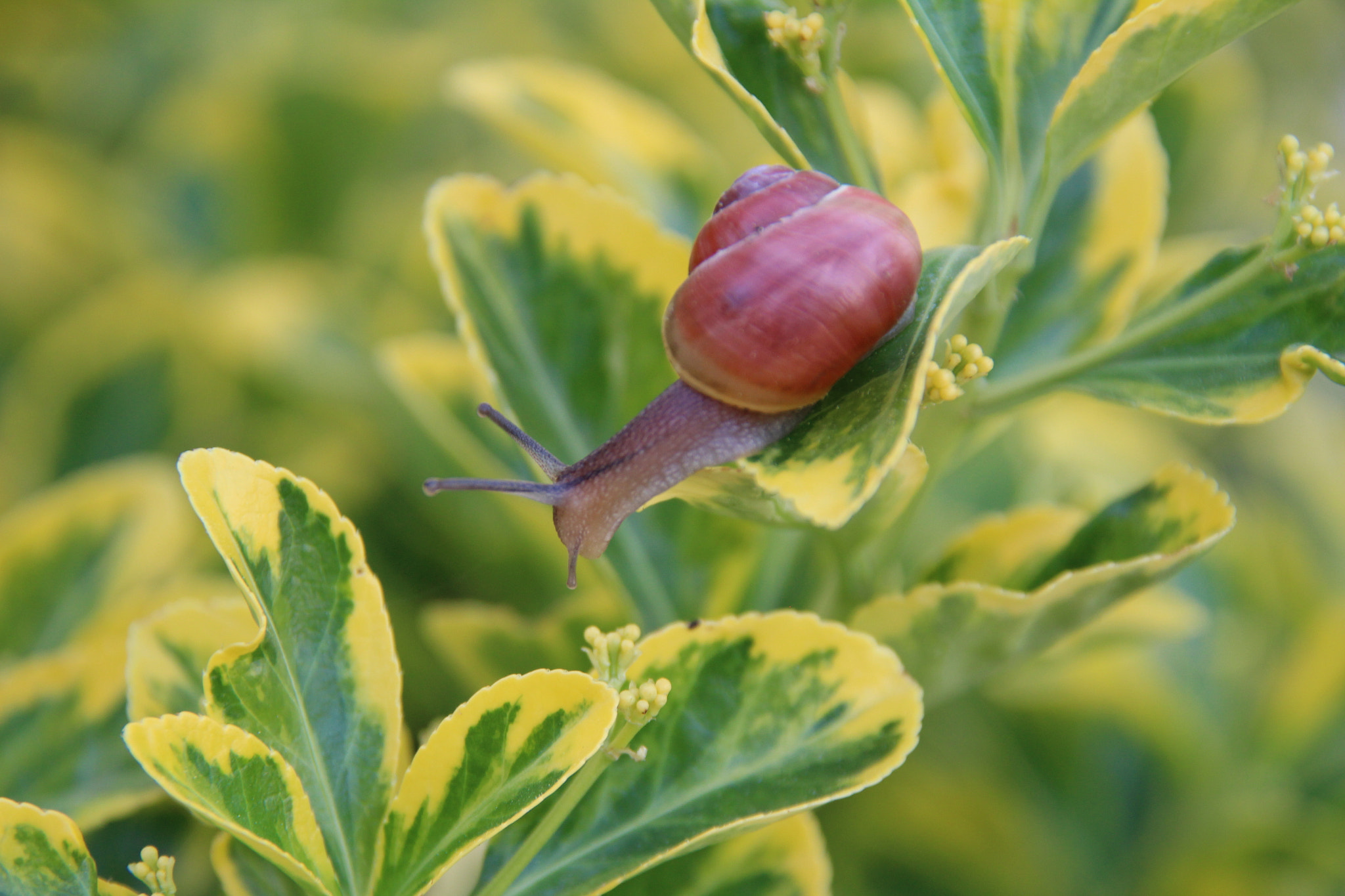 Canon EOS 1300D (EOS Rebel T6 / EOS Kiss X80) + Sigma 18-200mm f/3.5-6.3 DC OS sample photo. Snail 4 photography