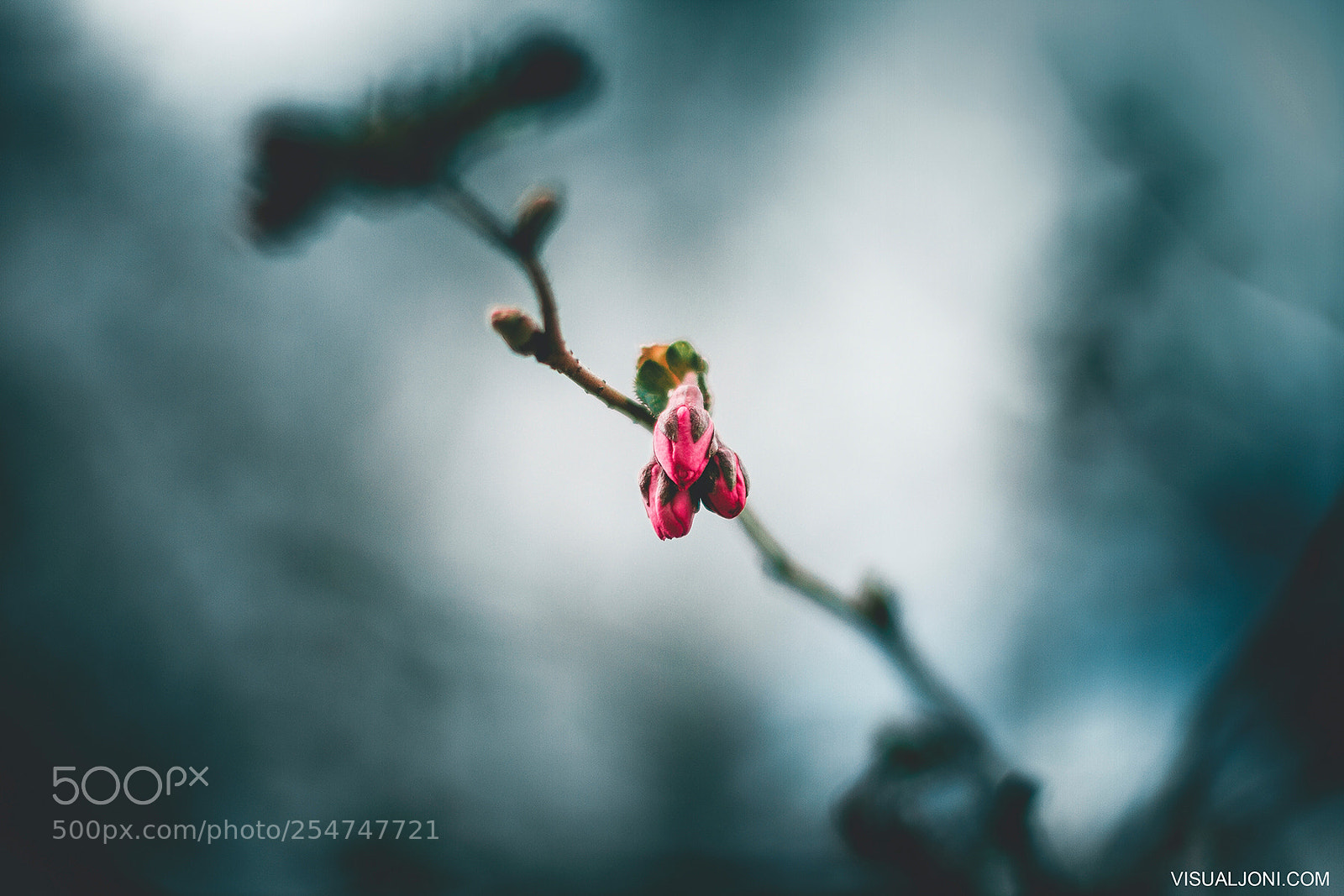 Canon EOS 7D sample photo. Spring 2017 photography